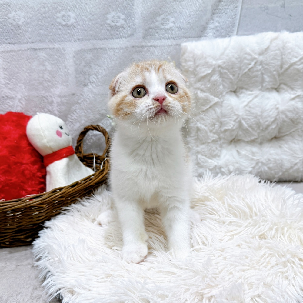 滋賀県のスコティッシュフォールド (犬の家＆猫の里長浜店/2026年3月12日生まれ/男の子/レッドタビーホワイト)の子猫の4枚目の画像
