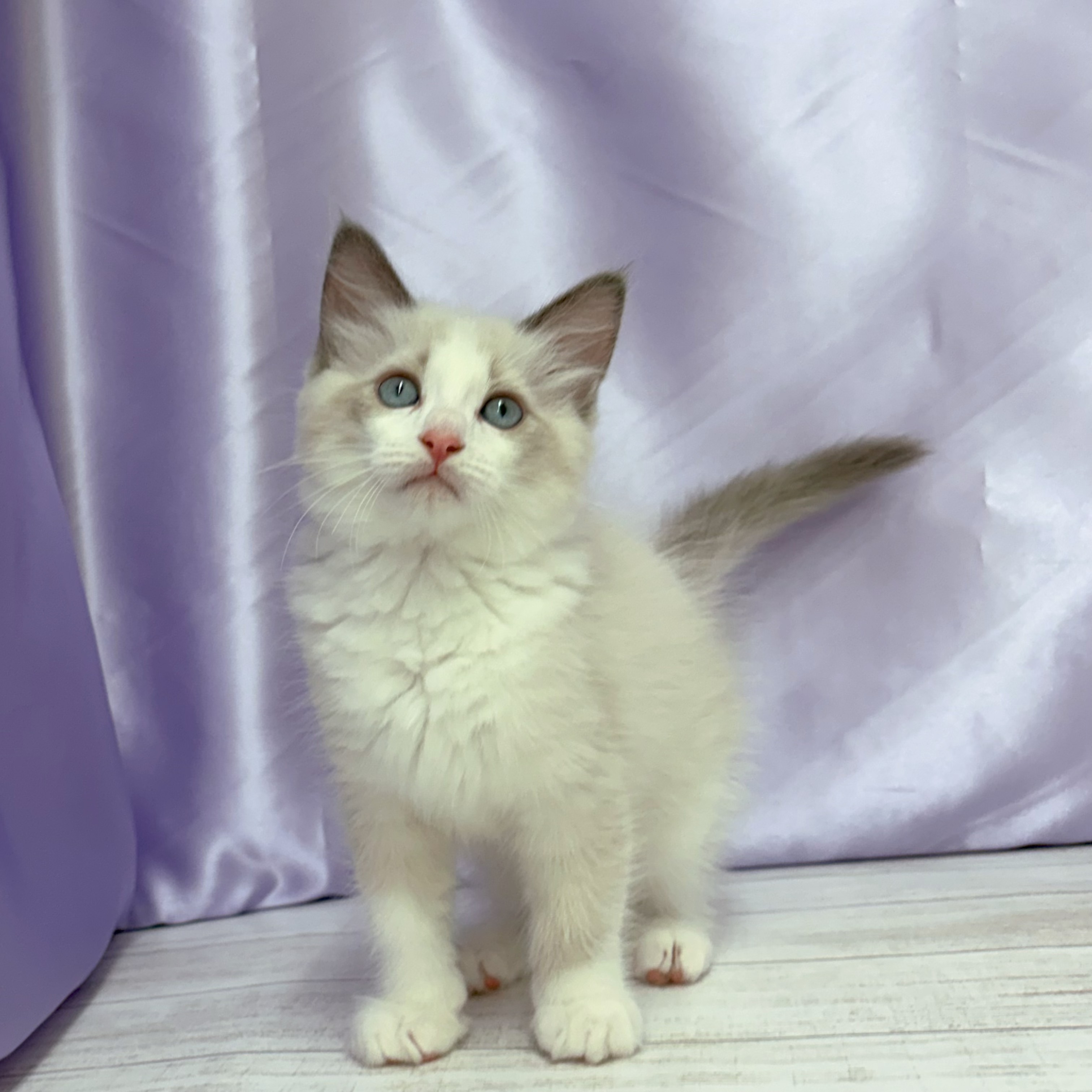 兵庫県のラグドール (犬の家＆猫の里尼崎店/2026年3月9日生まれ/男の子/ブルーポイントバイカラー)の子猫の4枚目の画像