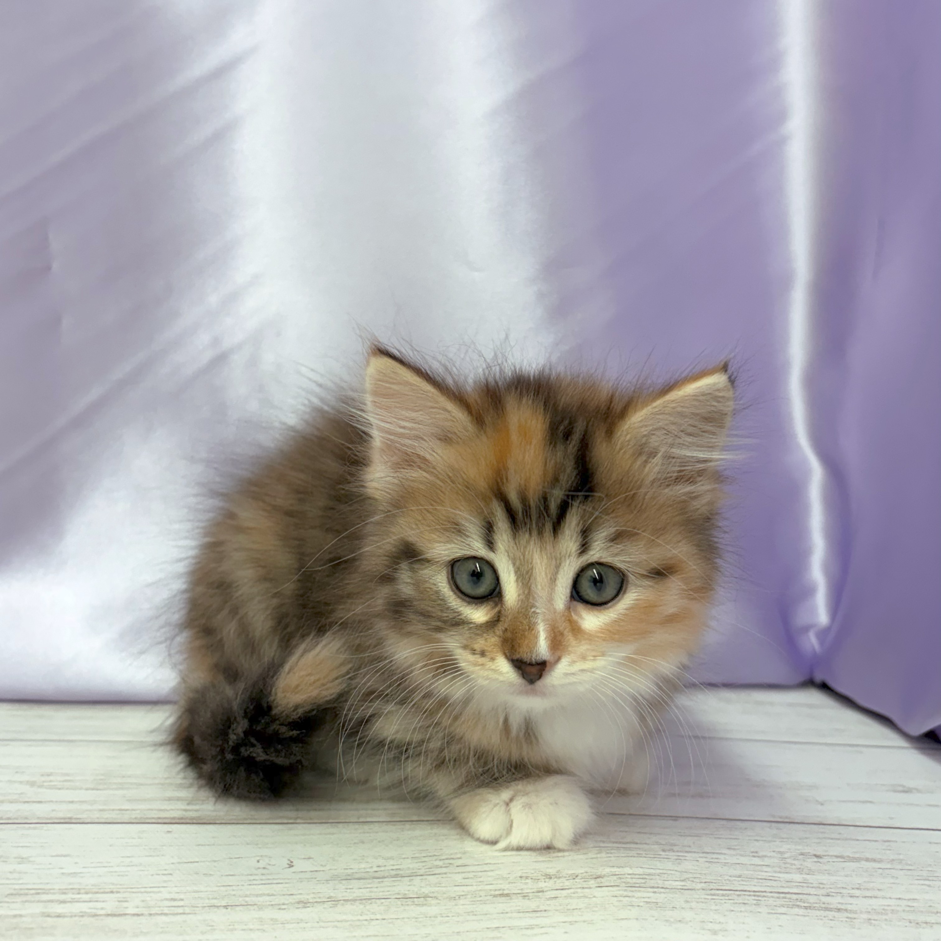 兵庫県のサイベリアン (犬の家＆猫の里尼崎店/2026年3月10日生まれ/女の子/ブラウンパッチドタビーホワイト)の子猫の4枚目の画像