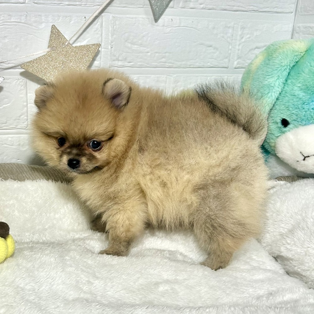 兵庫県のポメラニアン (犬の家＆猫の里ニッケパークタウン加古川店/2026年3月12日生まれ/女の子/オレンジ)の子犬の4枚目の画像