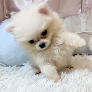 兵庫県のポメラニアン (犬の家＆猫の里カナート西神戸店/2026年3月11日生まれ/女の子/クリーム)の子犬の4枚目の画像