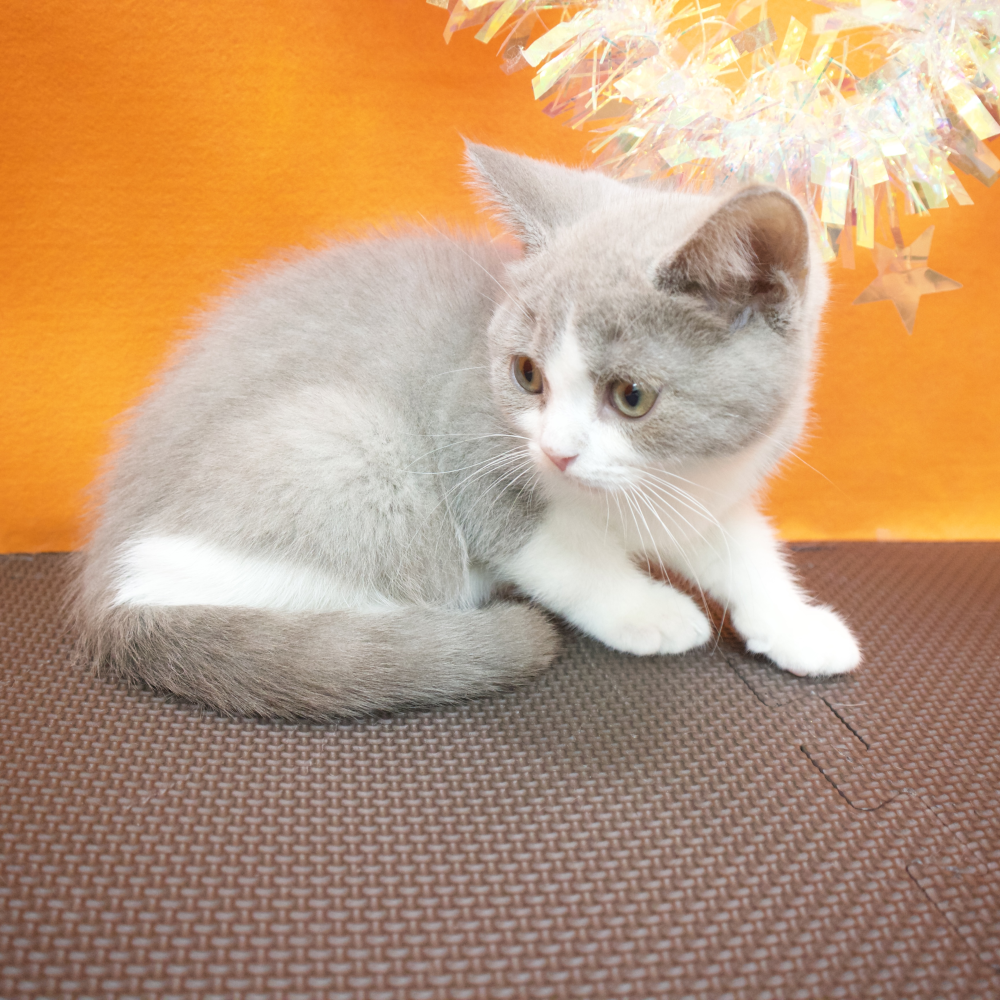 大阪府のブリティッシュショートヘアー (犬の家＆猫の里吹田店/2026年2月26日生まれ/男の子/ライラックホワイト)の子猫の4枚目の画像