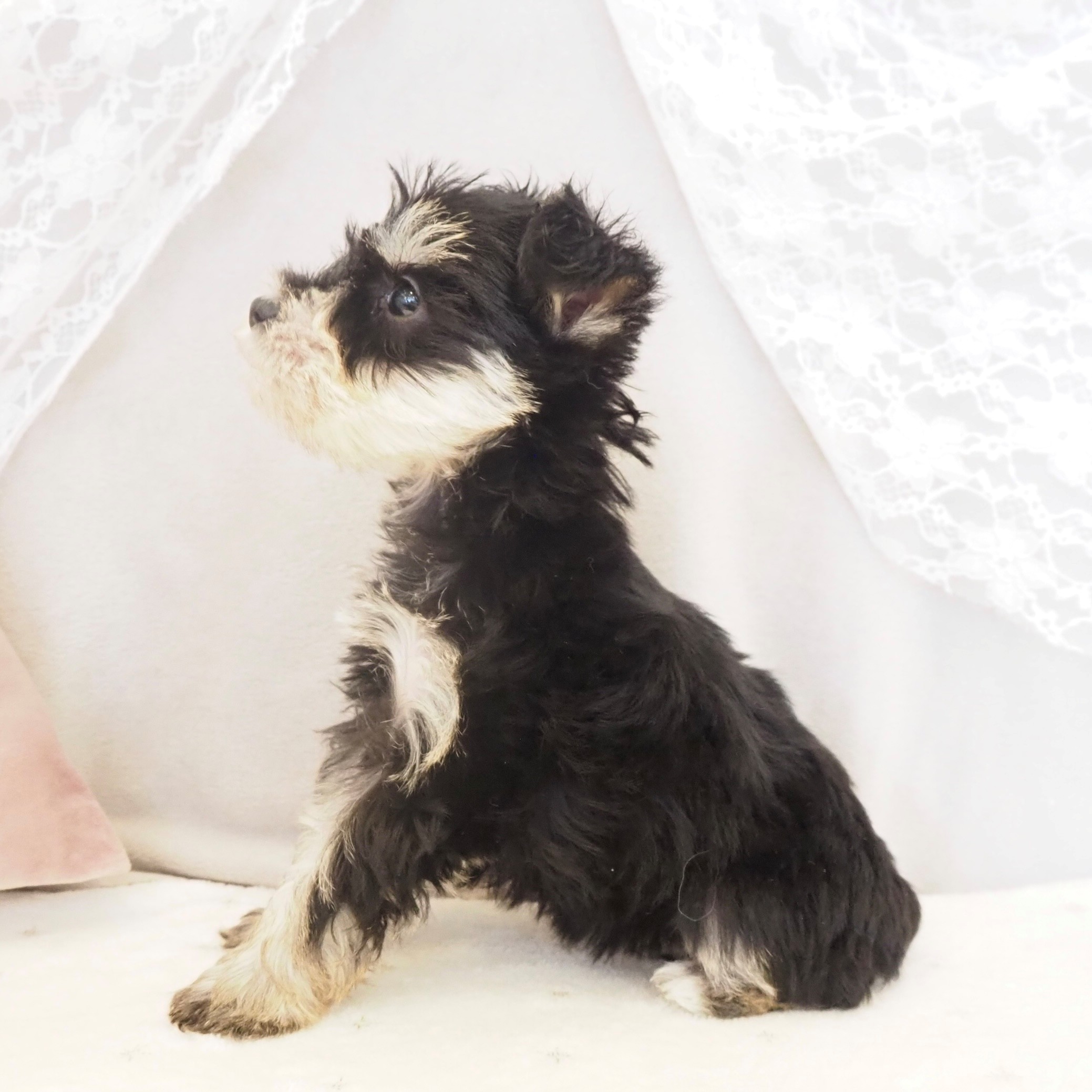 大阪府のミニチュアシュナウザー (犬の家＆猫の里もりのみやキューズモールBASE店/2026年3月9日生まれ/女の子/ブラックシルバー)の子犬の4枚目の画像