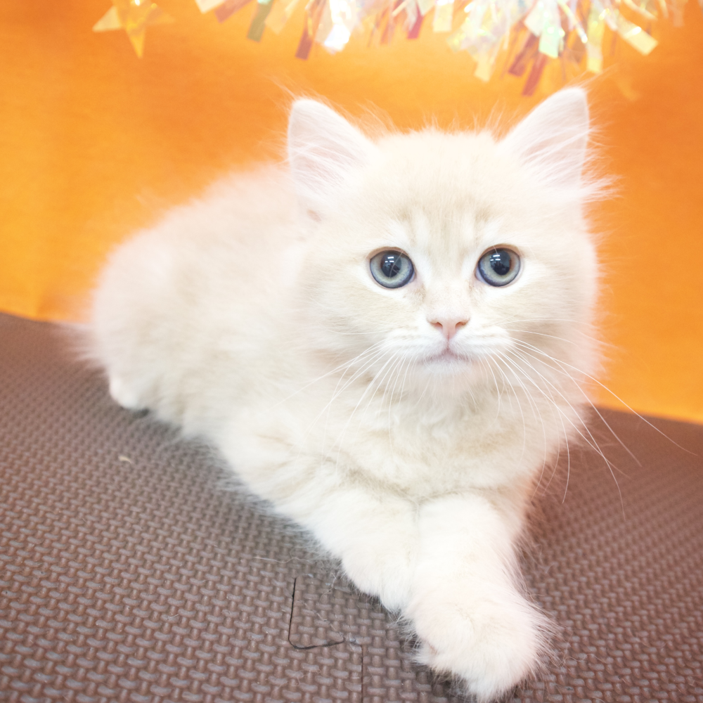 大阪府のサイベリアン (犬の家＆猫の里吹田店/2026年3月10日生まれ/男の子/クリームタビー)の子猫の4枚目の画像