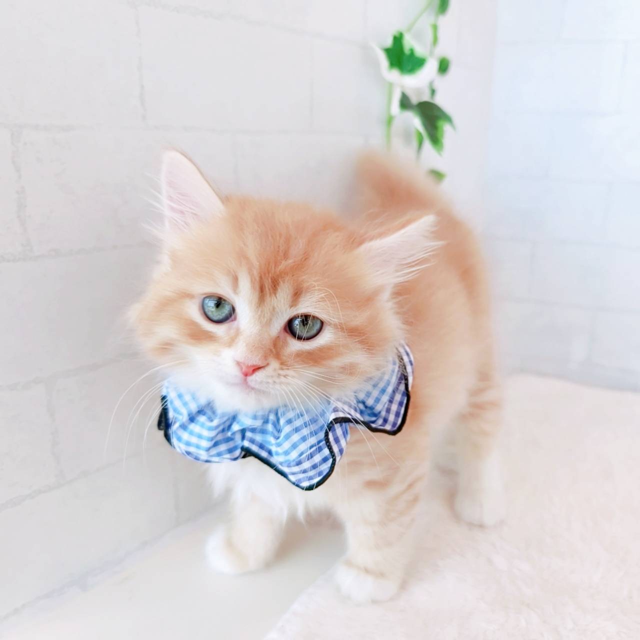 石川県のサイベリアン (犬の家＆猫の里金沢店/2026年3月10日生まれ/男の子/レッドタビーホワイト)の子猫の4枚目の画像