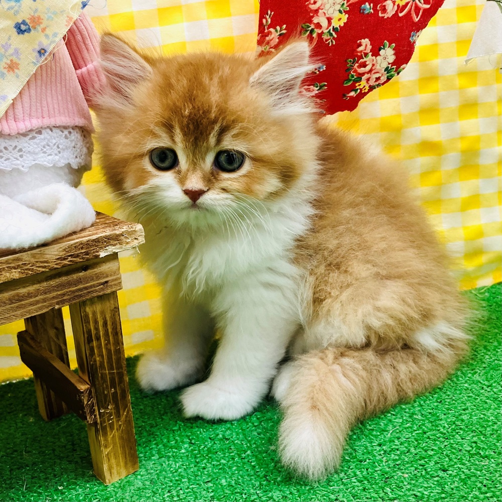 生体画像４