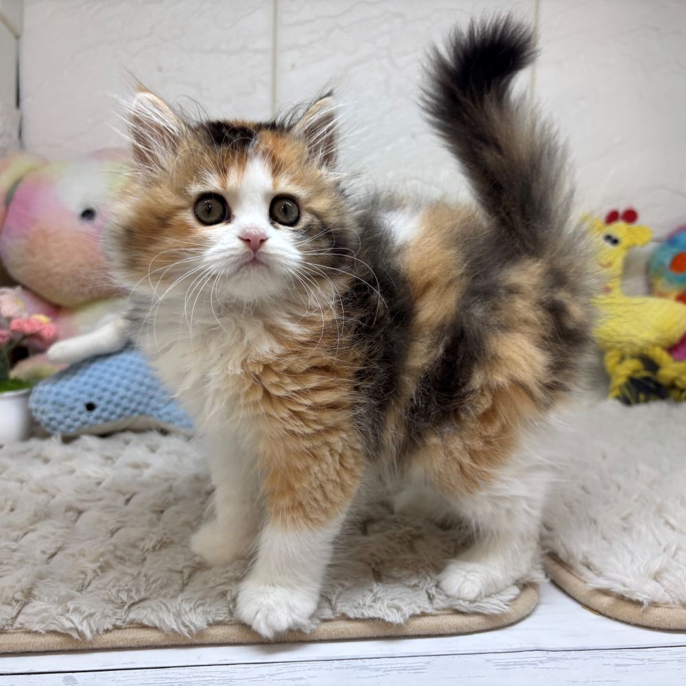 兵庫県のスコティッシュフォールド (犬の家＆猫の里ゆめタウン姫路店/2026年3月12日生まれ/女の子/ブラウンパッチドタビーホワイト)の子猫の4枚目の画像