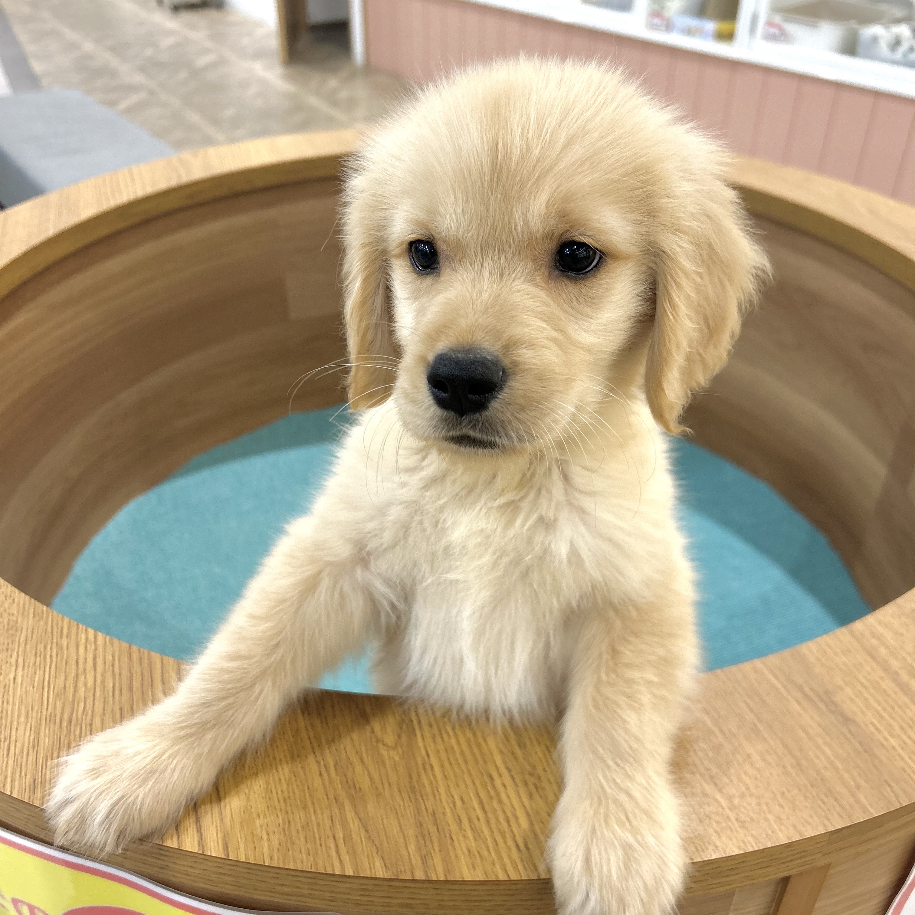 大阪府のゴールデンレトリバー (犬の家＆猫の里そよら東岸和田店/2026年3月11日生まれ/男の子/ゴールデン)の子犬の4枚目の画像