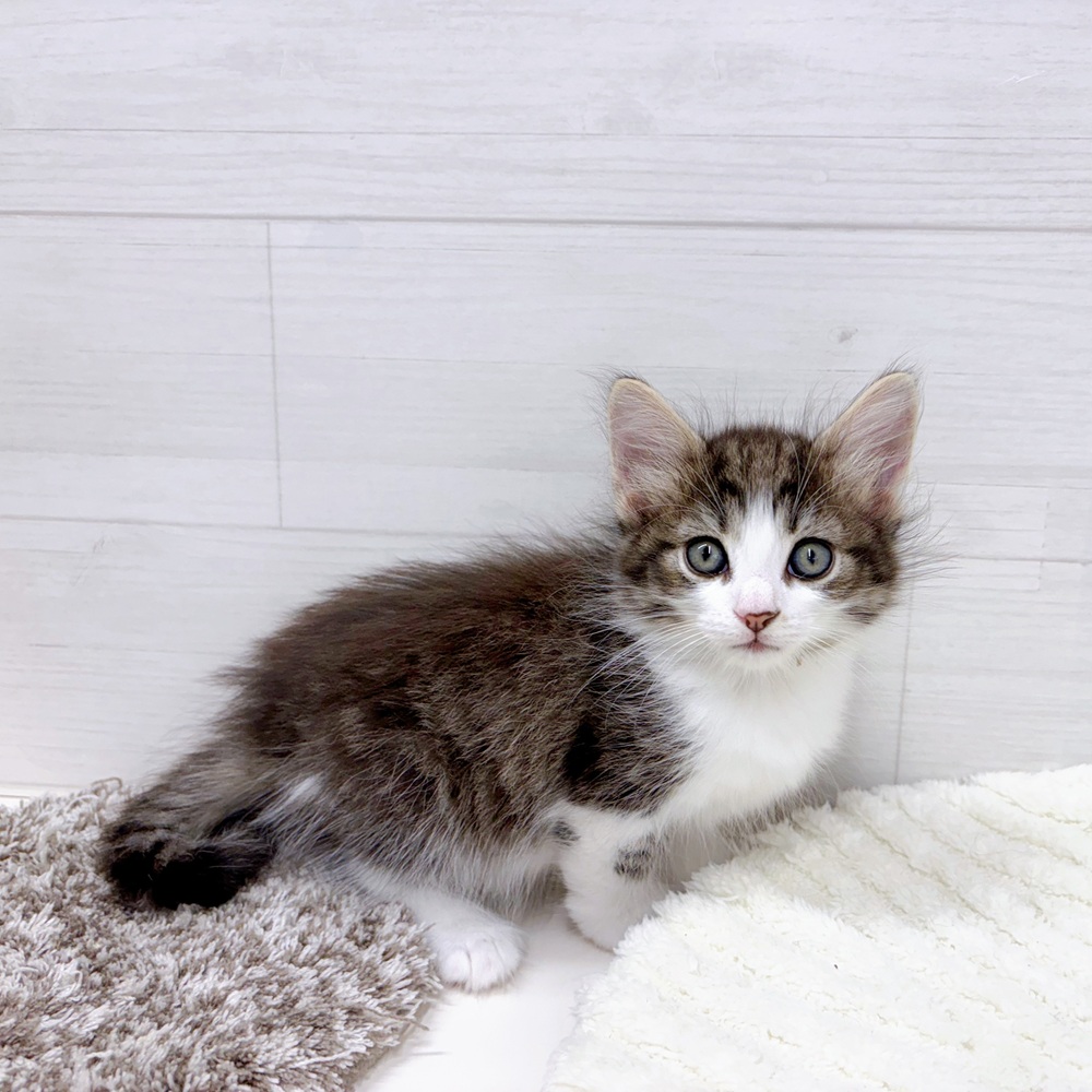 石川県のノルウェージャンフォレストキャット (犬の家＆猫の里アミーゴ金沢おこばた店/2026年3月14日生まれ/女の子/ブラウンタビーホワイト)の子猫の4枚目の画像