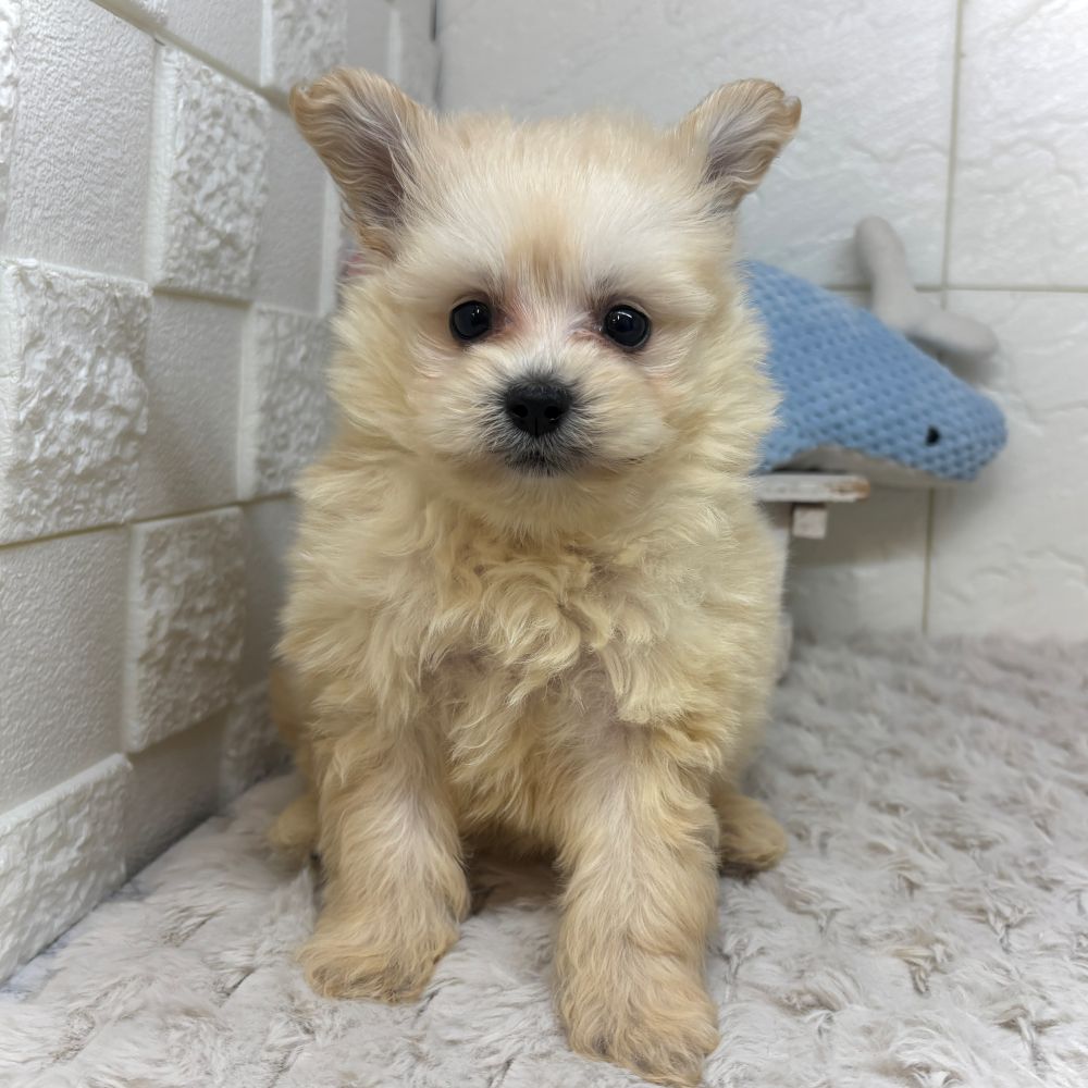 兵庫県のポメプー(ポメラニアン×プードル) (犬の家＆猫の里ゆめタウン姫路店/2026年3月13日生まれ/男の子/クリーム)の子犬の4枚目の画像
