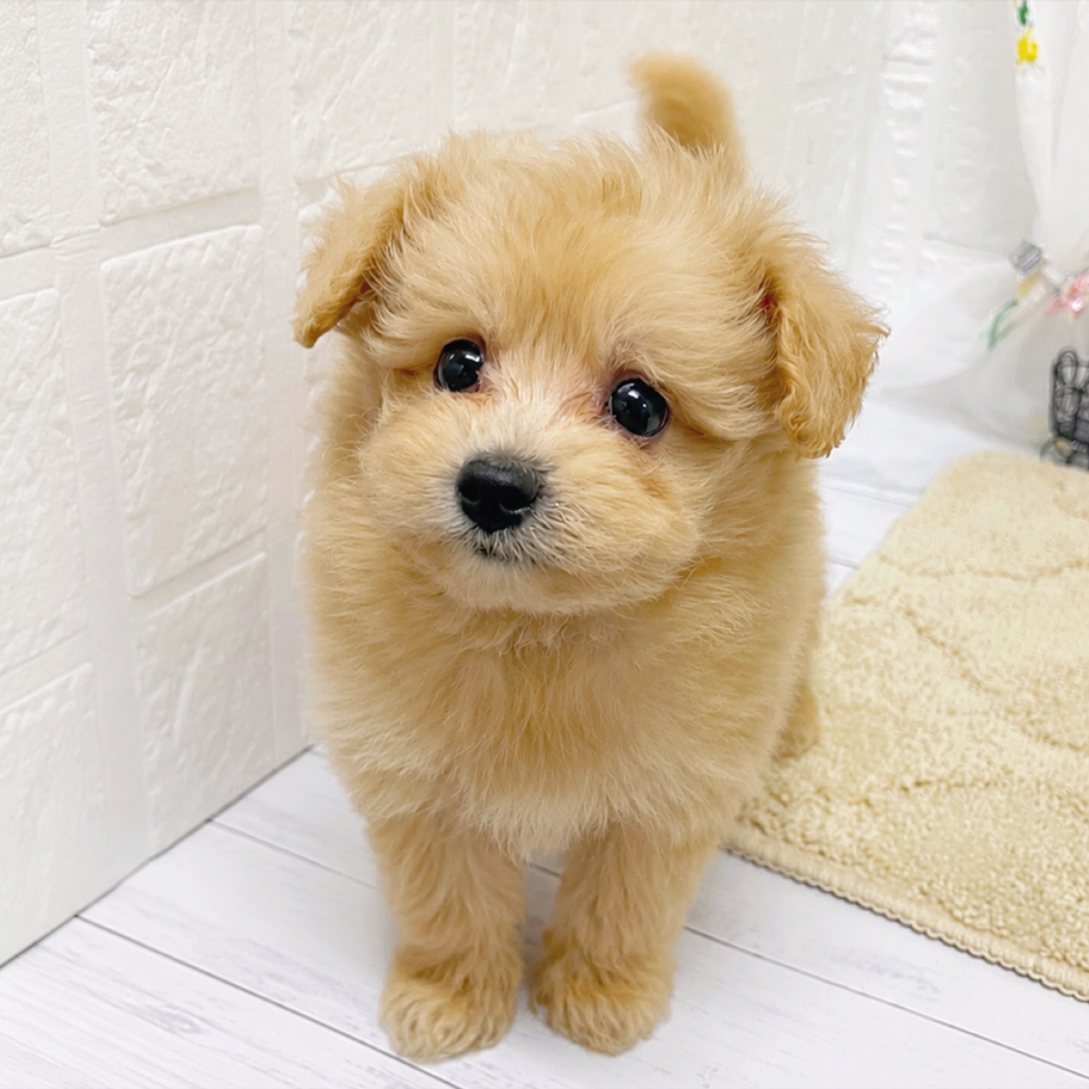 岡山県のポメプー(ポメラニアン×プードル) (犬の家＆猫の里岡山店/2026年3月13日生まれ/男の子/アプリコットホワイト)の子犬の4枚目の画像