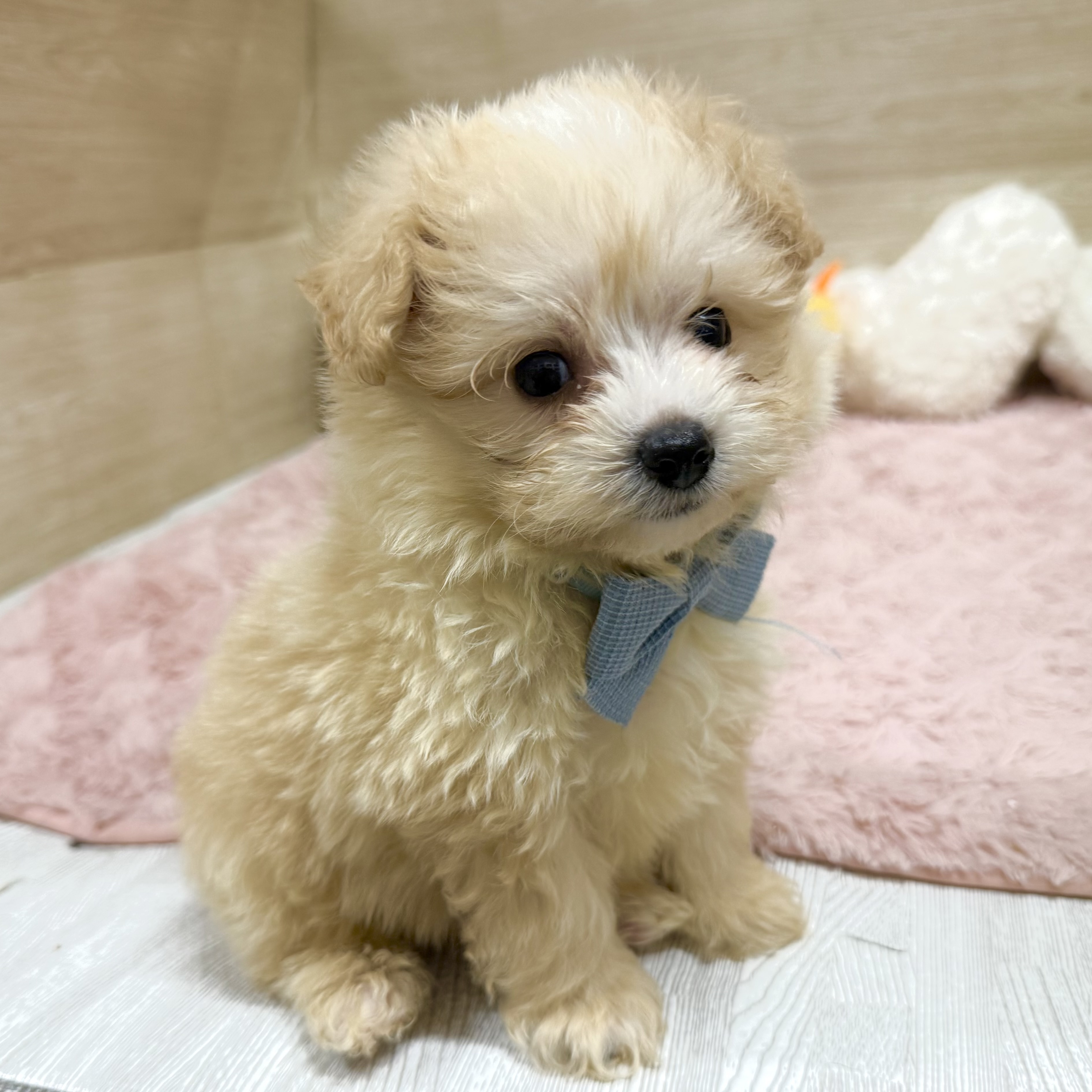 大阪府のポメプー(ポメラニアン×プードル) (犬の家＆猫の里そよら東岸和田店/2026年3月13日生まれ/男の子/アプリコットホワイト)の子犬の4枚目の画像