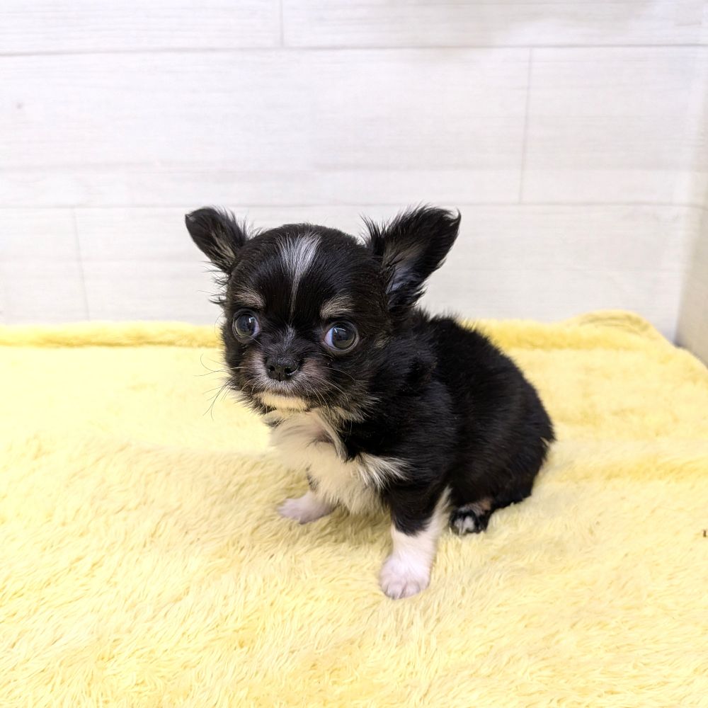 愛知県のチワワ(ロング) (犬の家＆猫の里碧南店/2026年3月11日生まれ/男の子/ブラックタンホワイト)の子犬の4枚目の画像
