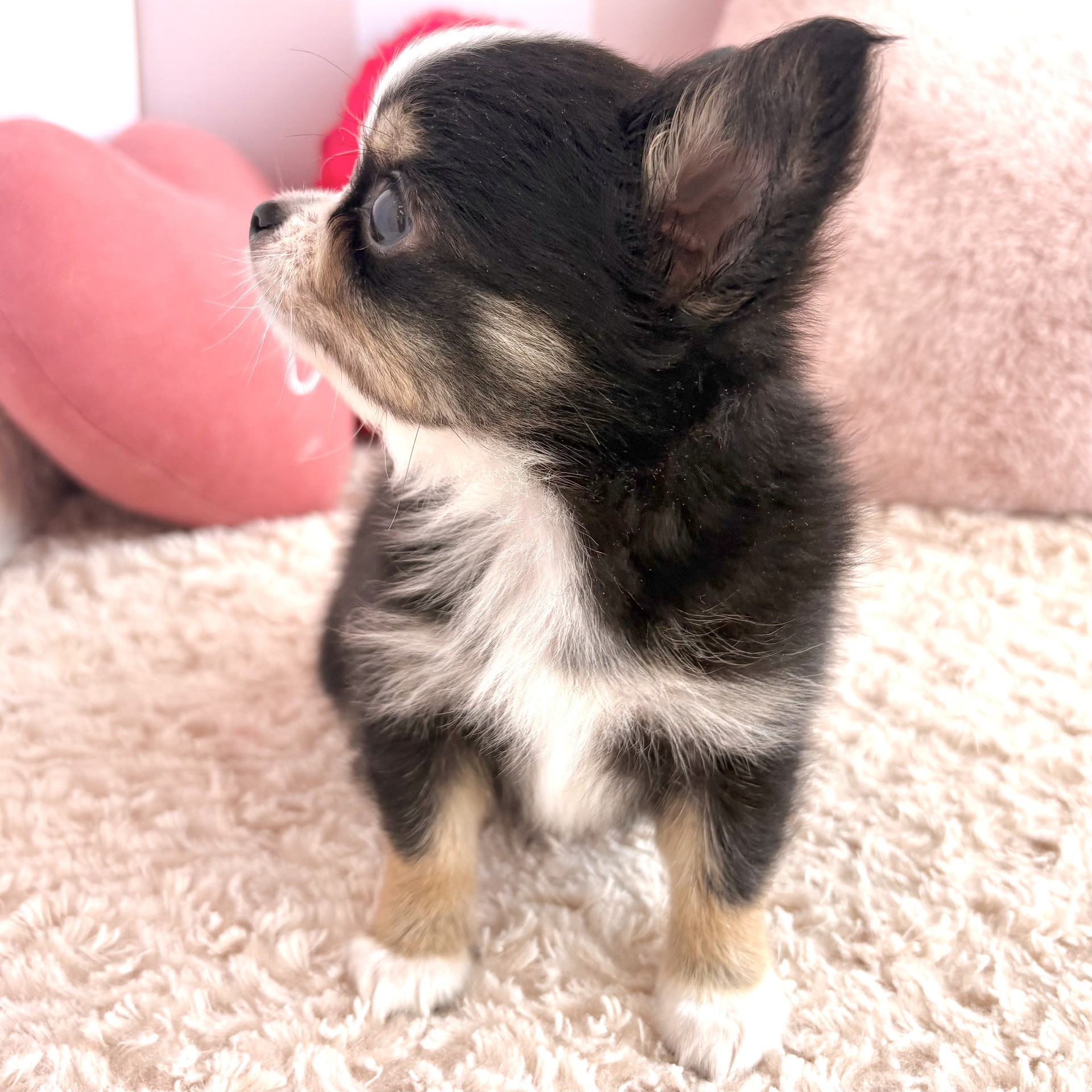 岡山県のチワワ(ロング) (犬の家＆猫の里倉敷中庄店/2026年3月11日生まれ/男の子/ブラックタンホワイト)の子犬の4枚目の画像