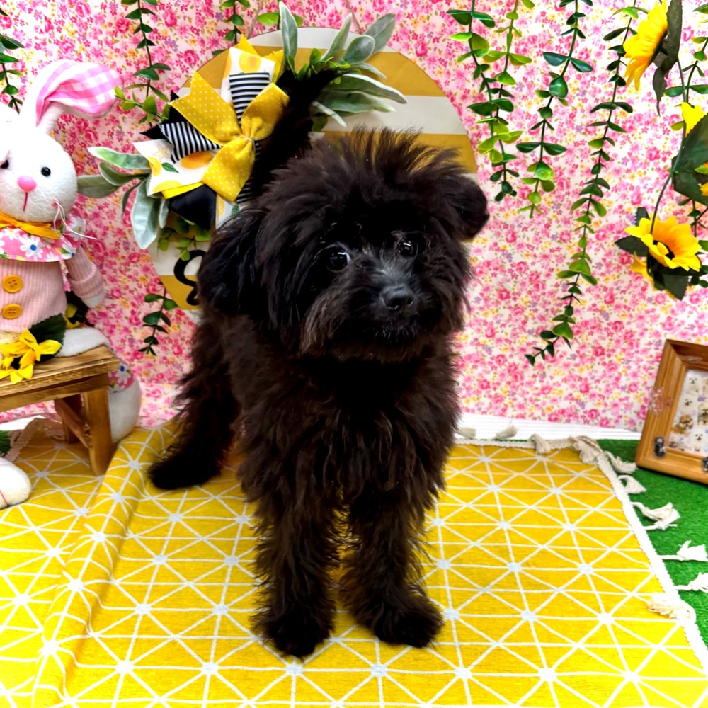 愛知県のポメプー(ポメラニアン×プードル) (犬の家＆猫の里名古屋天白店/2026年3月14日生まれ/女の子/ブラック)の子犬の4枚目の画像