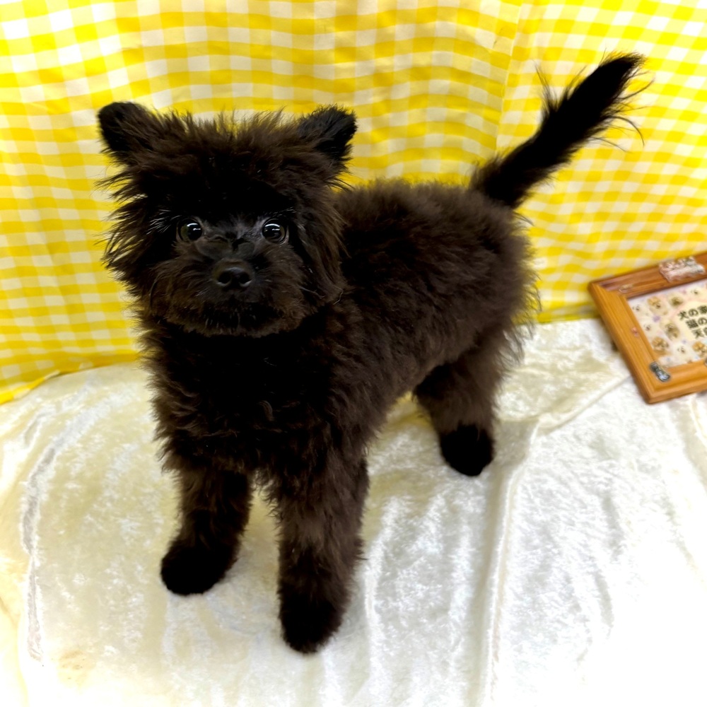 愛知県のポメプー(ポメラニアン×プードル) (犬の家＆猫の里名古屋天白店/2026年3月14日生まれ/女の子/ブラック)の子犬の4枚目の画像