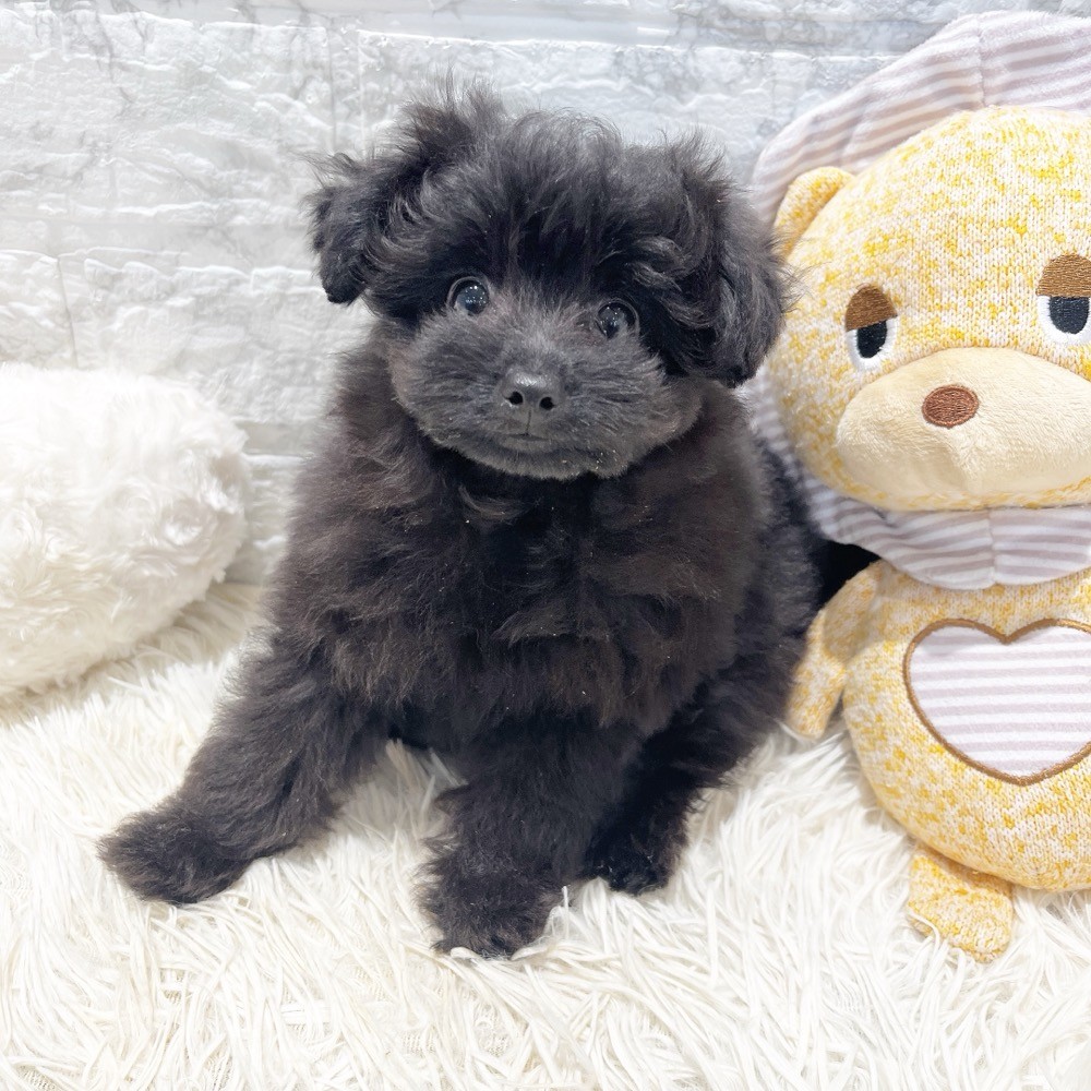 愛知県のポメプー(ポメラニアン×プードル) (犬の家＆猫の里MiO香久山店/2026年3月14日生まれ/女の子/ブラック)の子犬の1枚目の画像