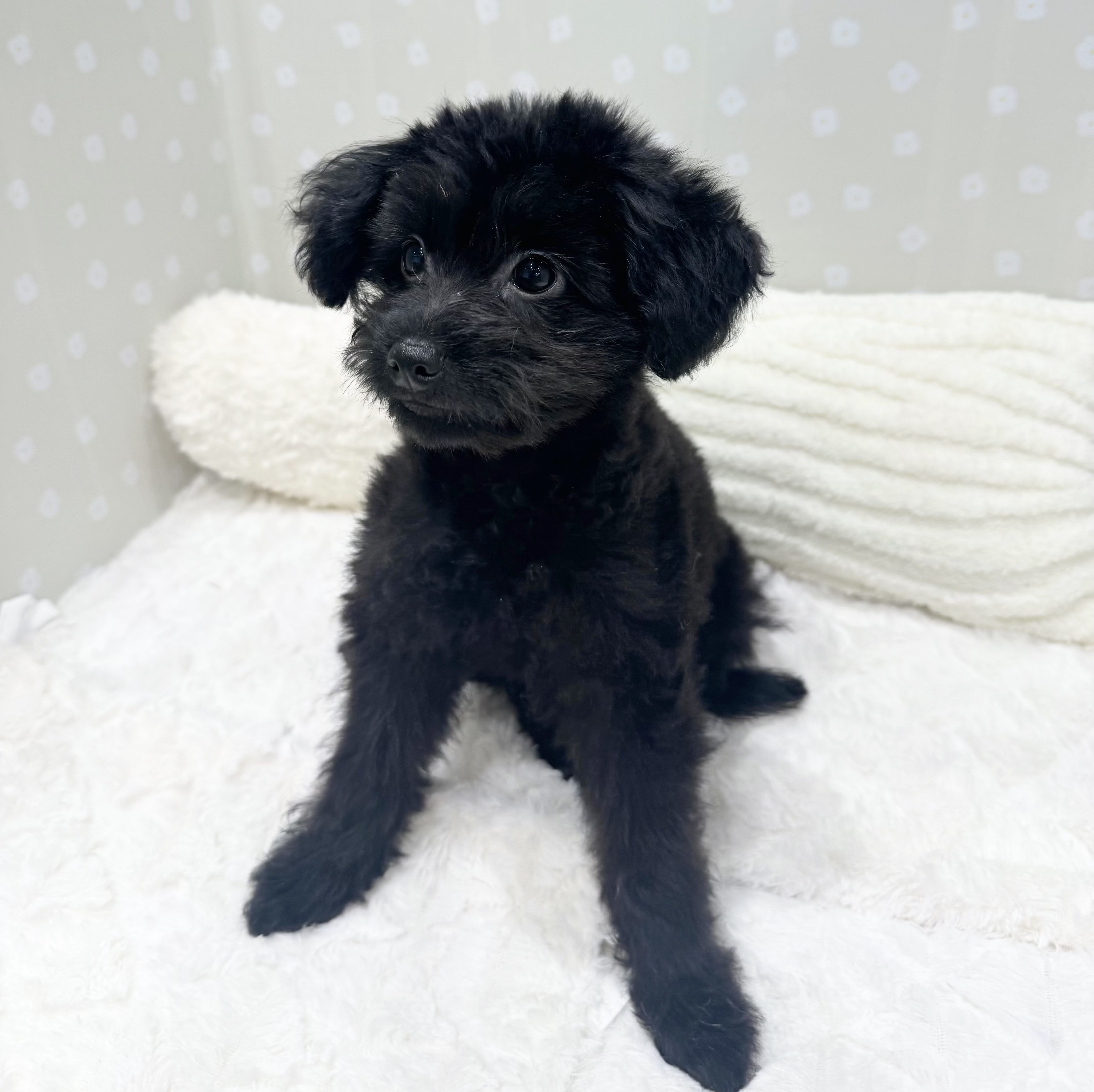 愛知県のポメプー(ポメラニアン×プードル) (犬の家＆猫の里安城店/2026年3月14日生まれ/男の子/ブラック)の子犬の4枚目の画像