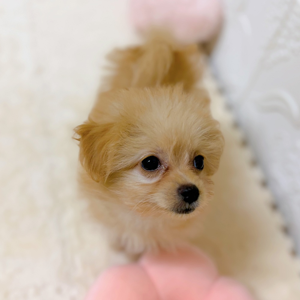 愛知県のポメプー(ポメラニアン×プードル) (犬の家＆猫の里岡崎店/2026年3月14日生まれ/女の子/アプリコット)の子犬の4枚目の画像