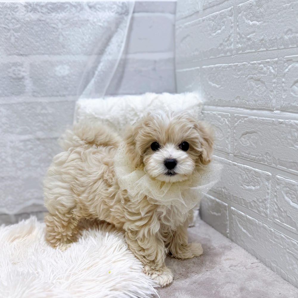 滋賀県のマルプー(マルチーズ×プードル) (犬の家＆猫の里長浜店/2026年3月12日生まれ/男の子/クリームホワイト)の子犬の4枚目の画像