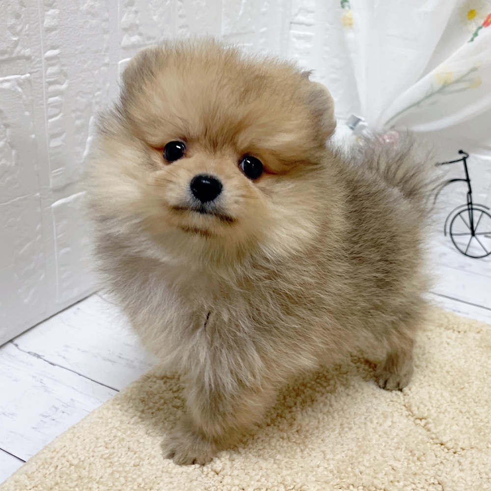 岡山県のポメラニアン (犬の家＆猫の里岡山店/2026年3月14日生まれ/女の子/ウルフセーブル)の子犬の4枚目の画像