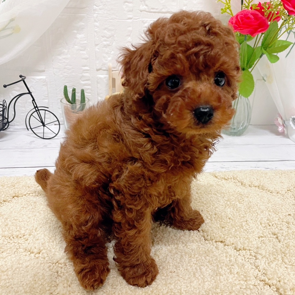 岡山県のトイプードル(トイ) (犬の家＆猫の里岡山店/2026年3月14日生まれ/男の子/レッドフォーン)の子犬の4枚目の画像