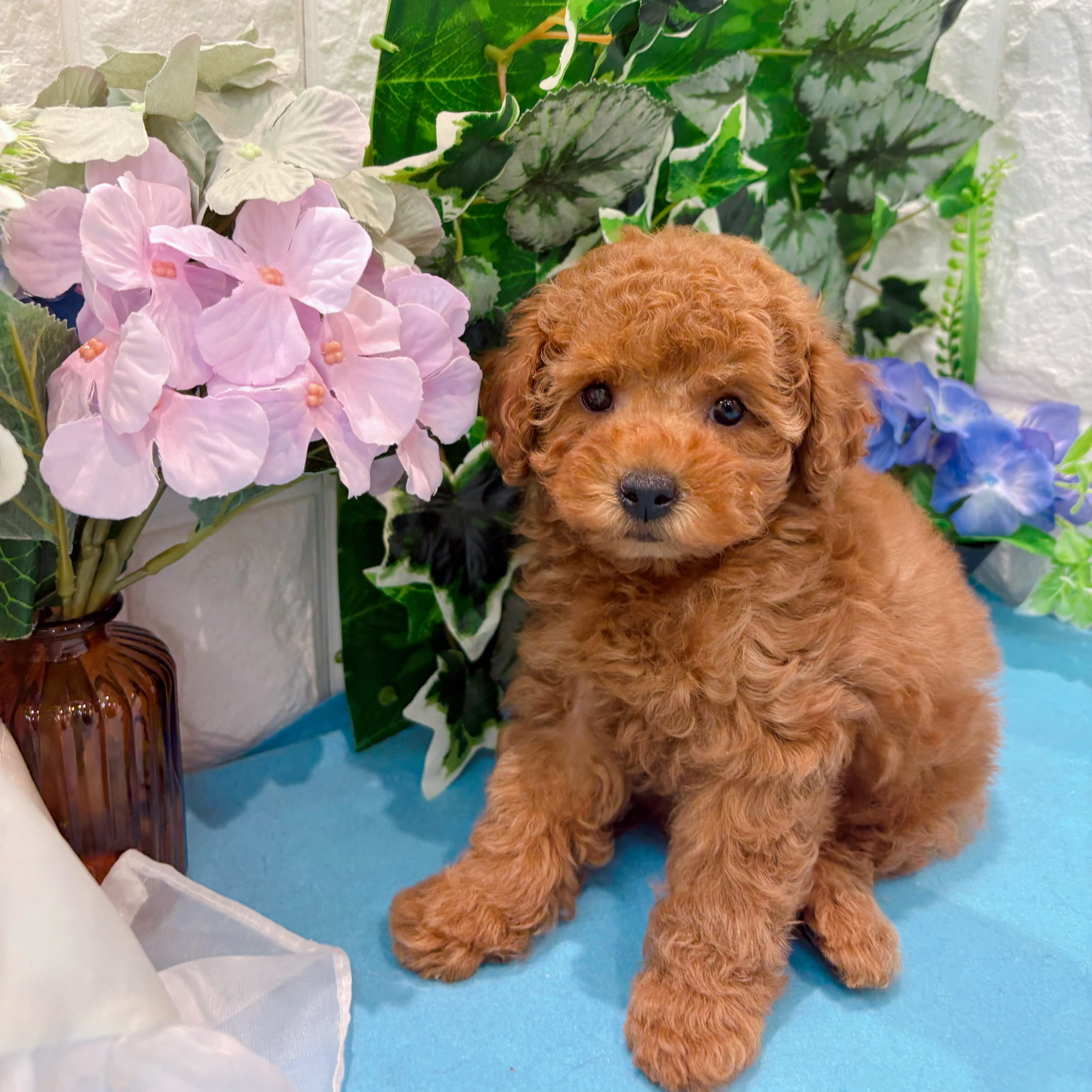 岡山県のトイプードル(トイ) (犬の家＆猫の里倉敷店/2026年3月14日生まれ/女の子/レッドフォーン)の子犬の4枚目の画像
