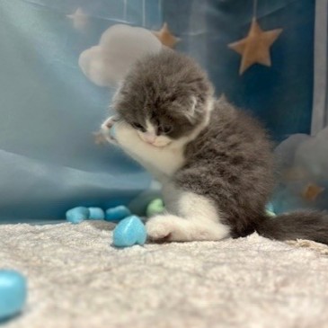 福岡県のスコティッシュフォールド (犬の家＆猫の里トリアス久山店/2026年3月13日生まれ/男の子/ブルーホワイト)の子猫の4枚目の画像