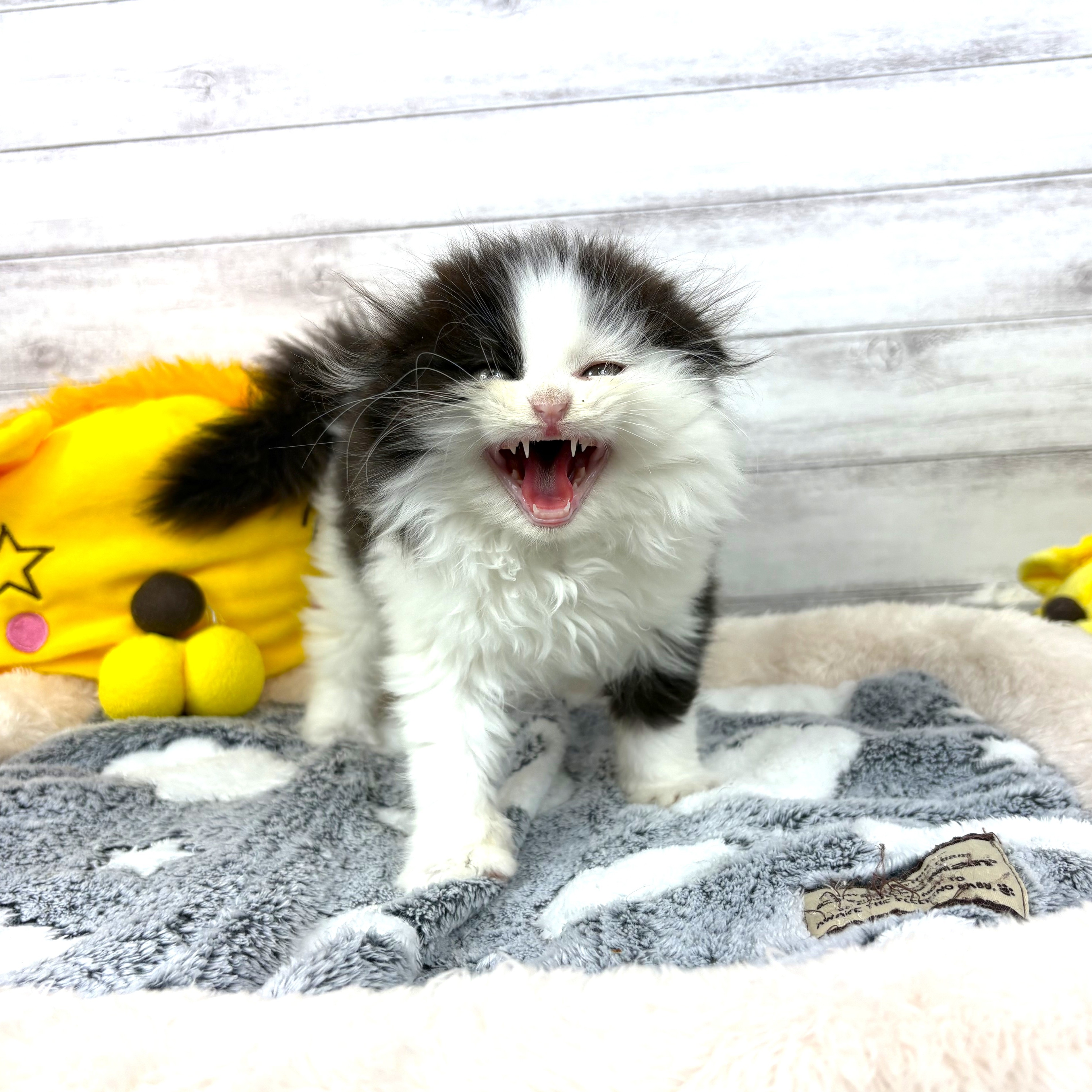 兵庫県のスコティッシュフォールド (犬の家＆猫の里川西店/2026年2月22日生まれ/男の子/ブラックホワイト)の子猫の4枚目の画像