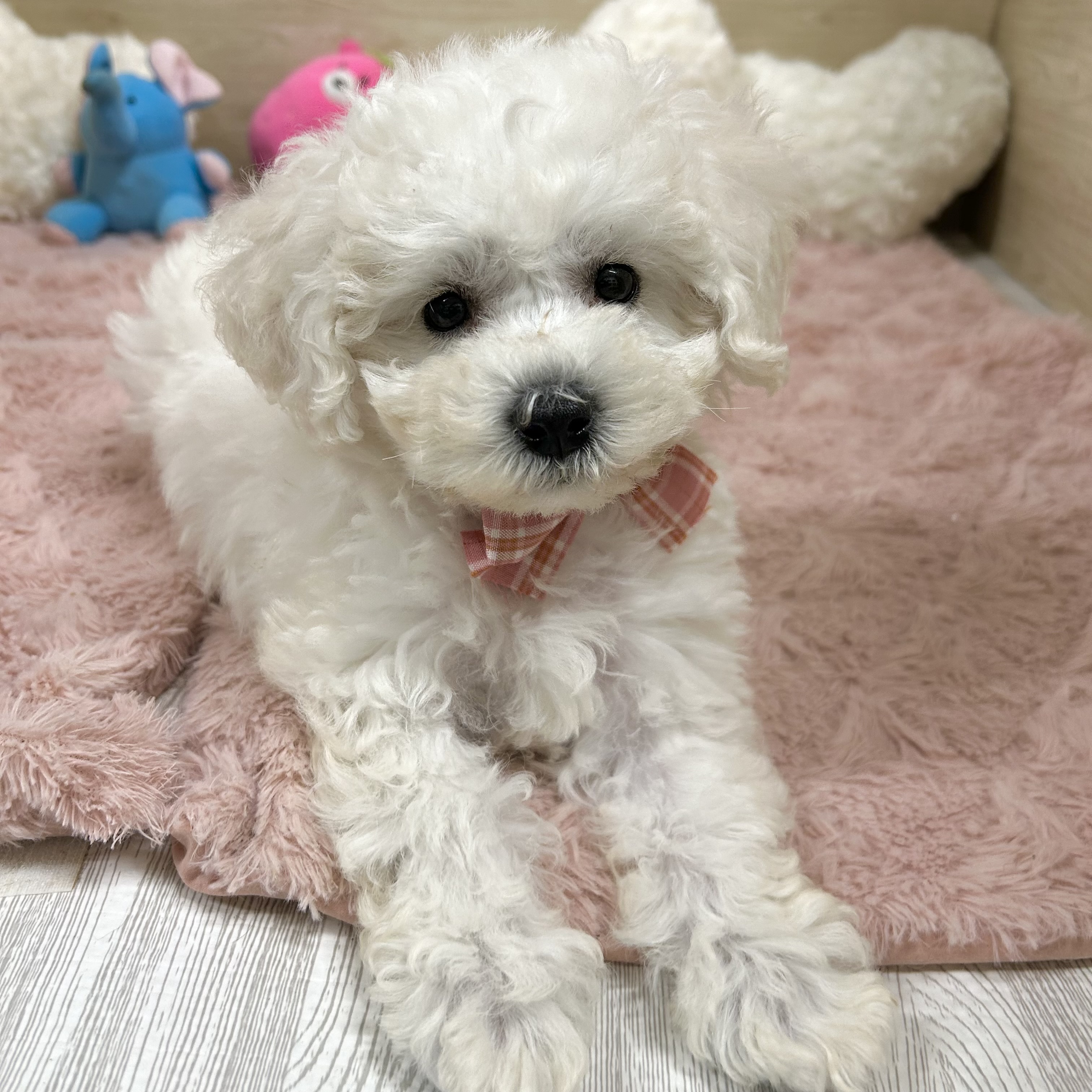 大阪府のビションフリーゼ (犬の家＆猫の里そよら東岸和田店/2026年3月15日生まれ/女の子/ホワイト)の子犬の4枚目の画像