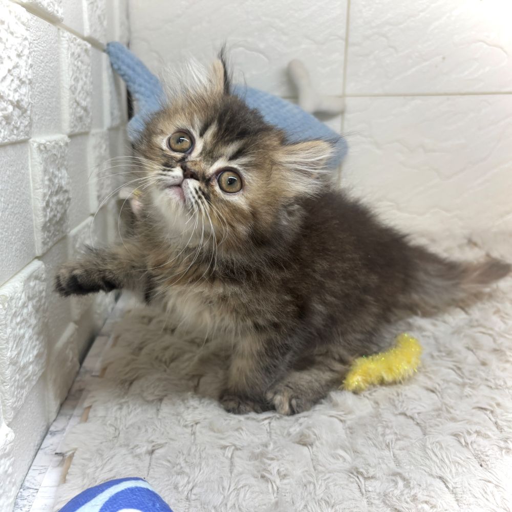 兵庫県のエキゾチック (犬の家＆猫の里ゆめタウン姫路店/2026年3月8日生まれ/女の子/ブラウンパッチドタビー)の子猫の4枚目の画像