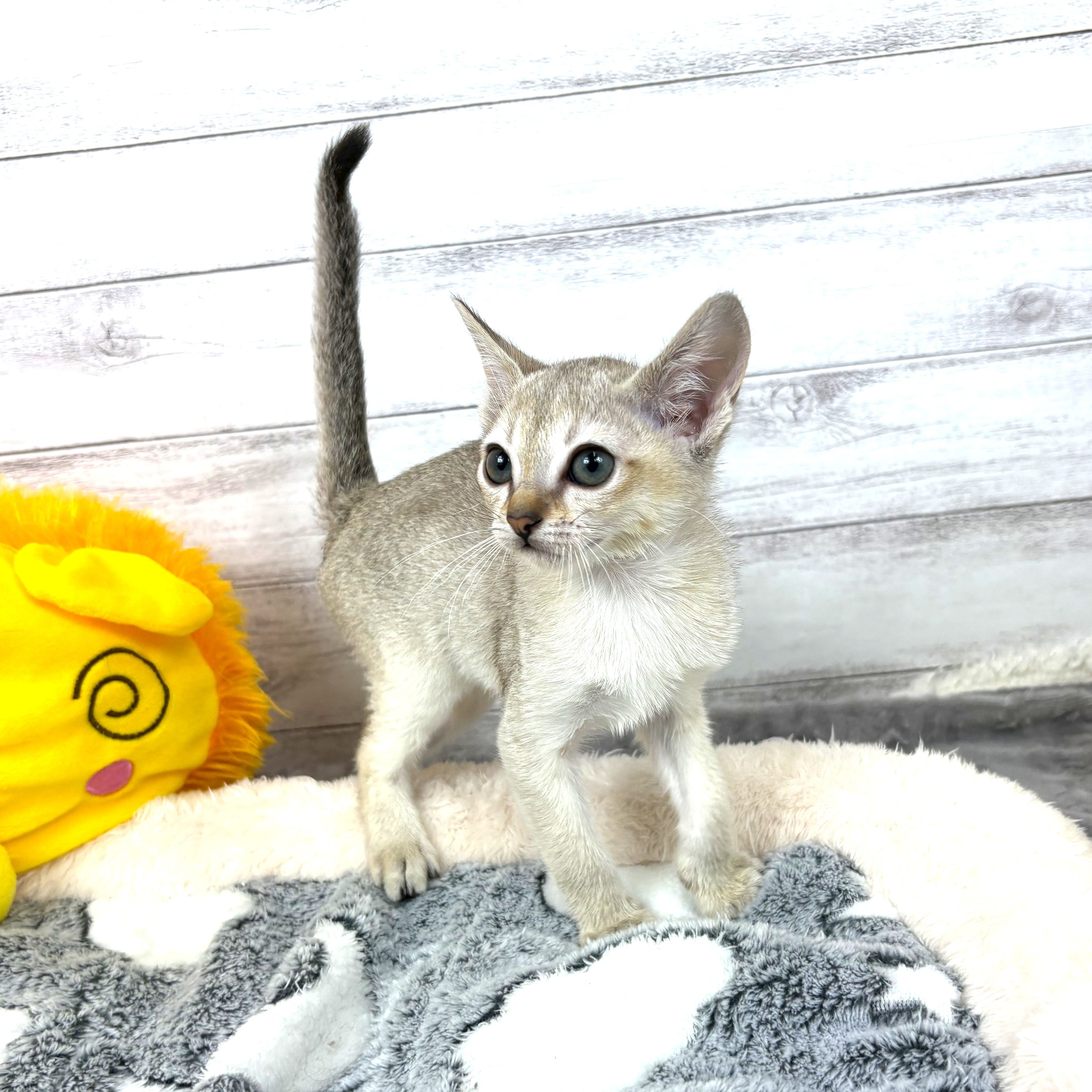 兵庫県のシンガプーラ (犬の家＆猫の里川西店/2026年3月14日生まれ/女の子/セピアアグーティ)の子猫の4枚目の画像