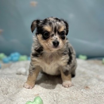 福岡県のチワックス(チワワ×ダックス) (犬の家＆猫の里トリアス久山店/2026年3月14日生まれ/男の子/ブルーマール)の子犬の4枚目の画像