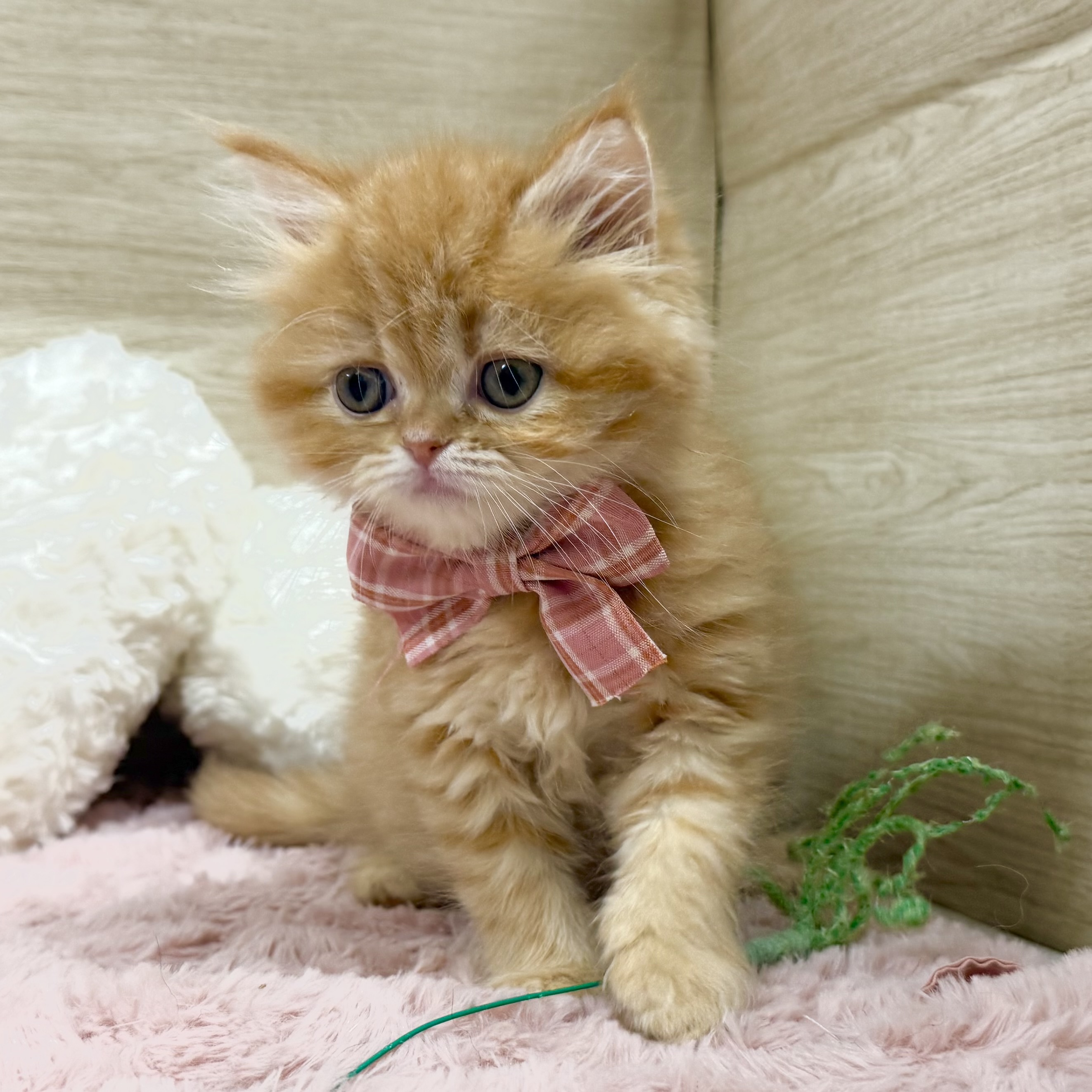 大阪府のラガマフィン (犬の家＆猫の里そよら東岸和田店/2026年3月15日生まれ/女の子/レッドタビー)の子猫の4枚目の画像