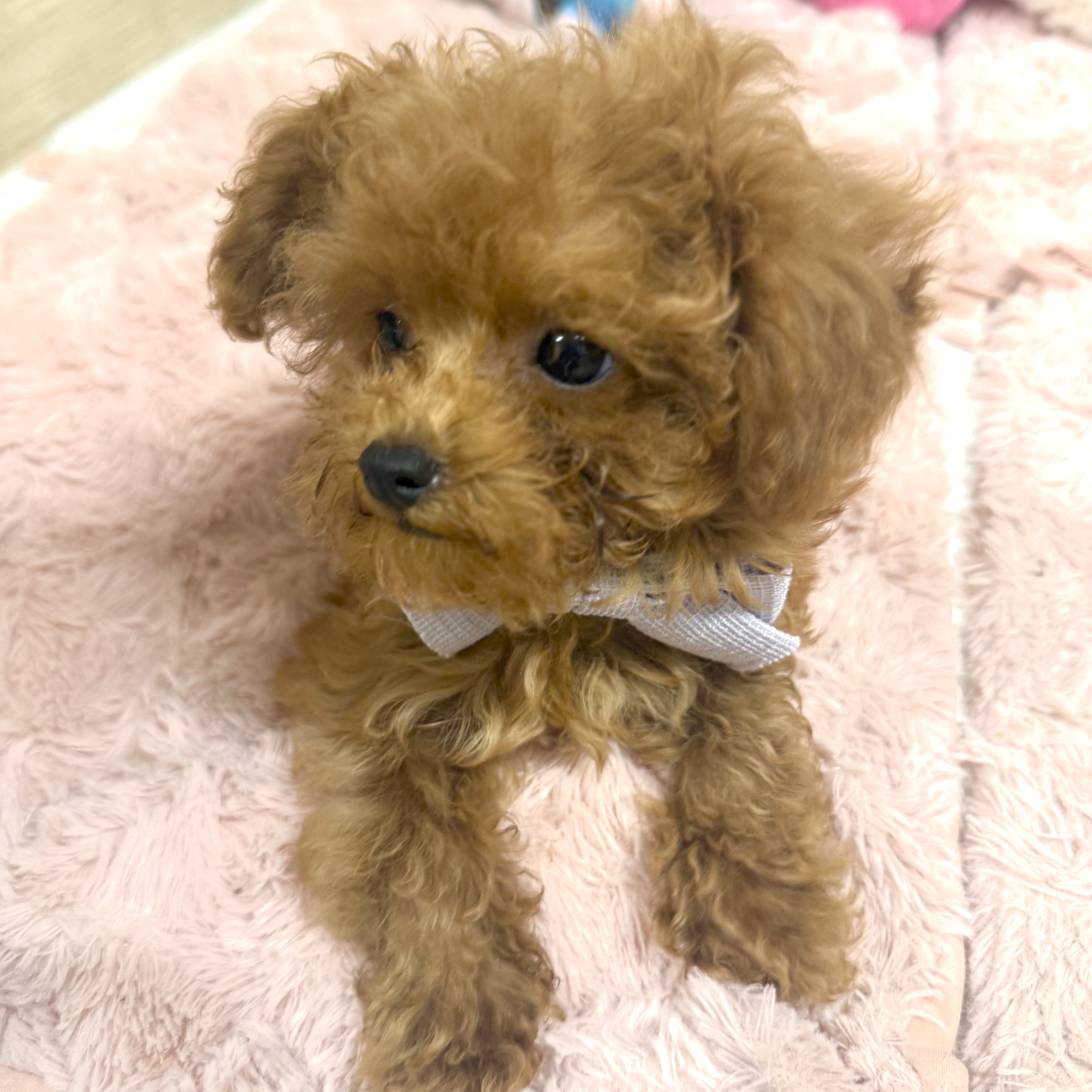 大阪府のトイプードル(トイ) (犬の家＆猫の里そよら東岸和田店/2026年3月12日生まれ/女の子/オレンジフォーン)の子犬の4枚目の画像