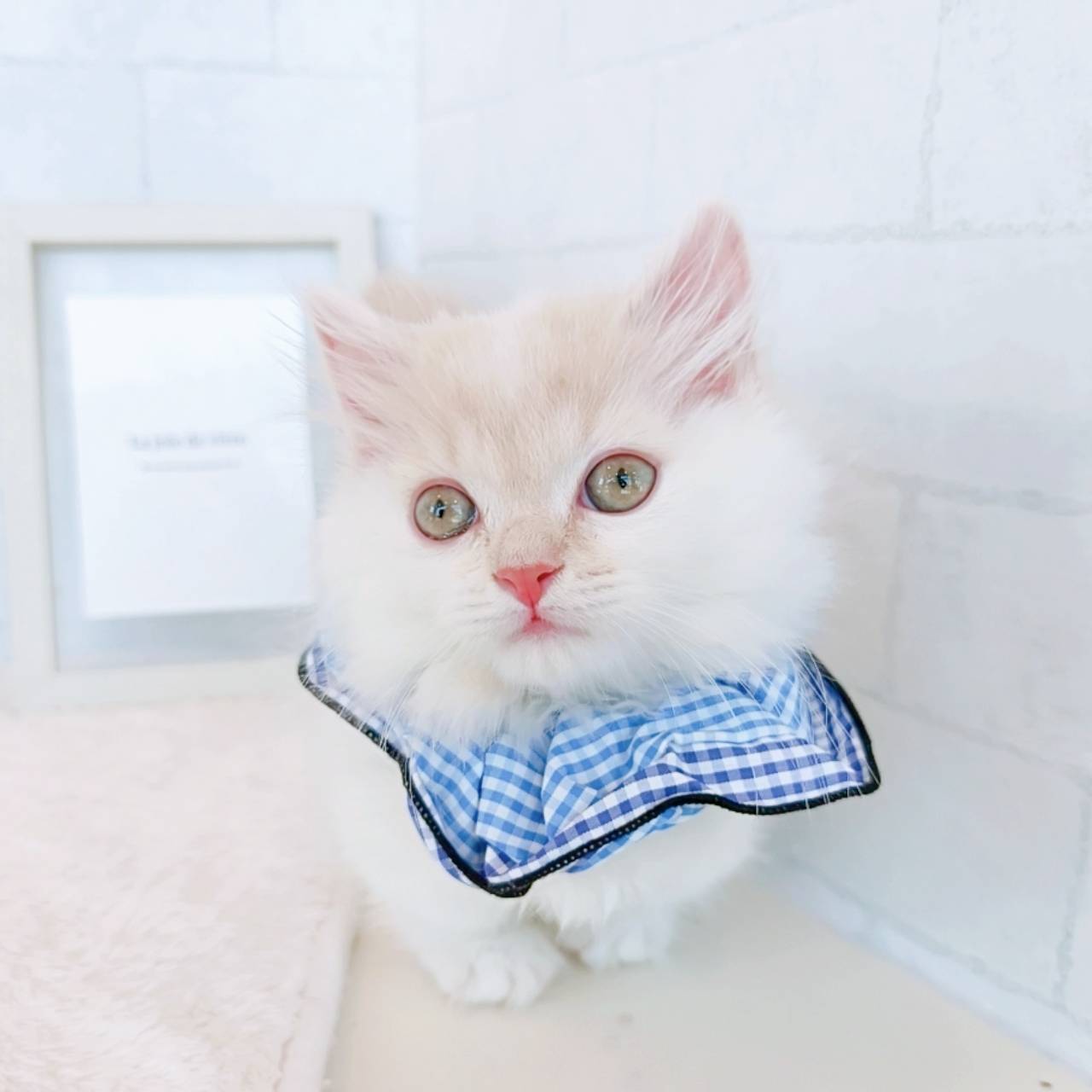 石川県のマンチカン (犬の家＆猫の里金沢店/2026年3月10日生まれ/男の子/クリームホワイト)の子猫の4枚目の画像