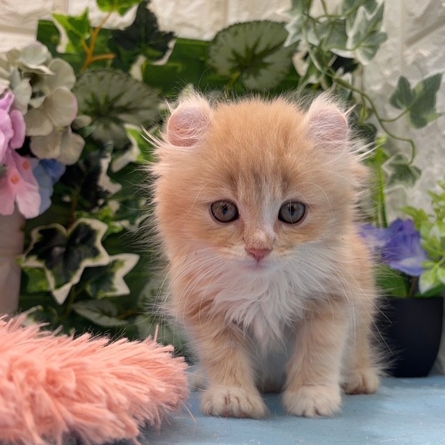 岡山県のキンカロー (犬の家＆猫の里倉敷店/2026年3月7日生まれ/男の子/クリームタビーホワイト)の子猫の4枚目の画像