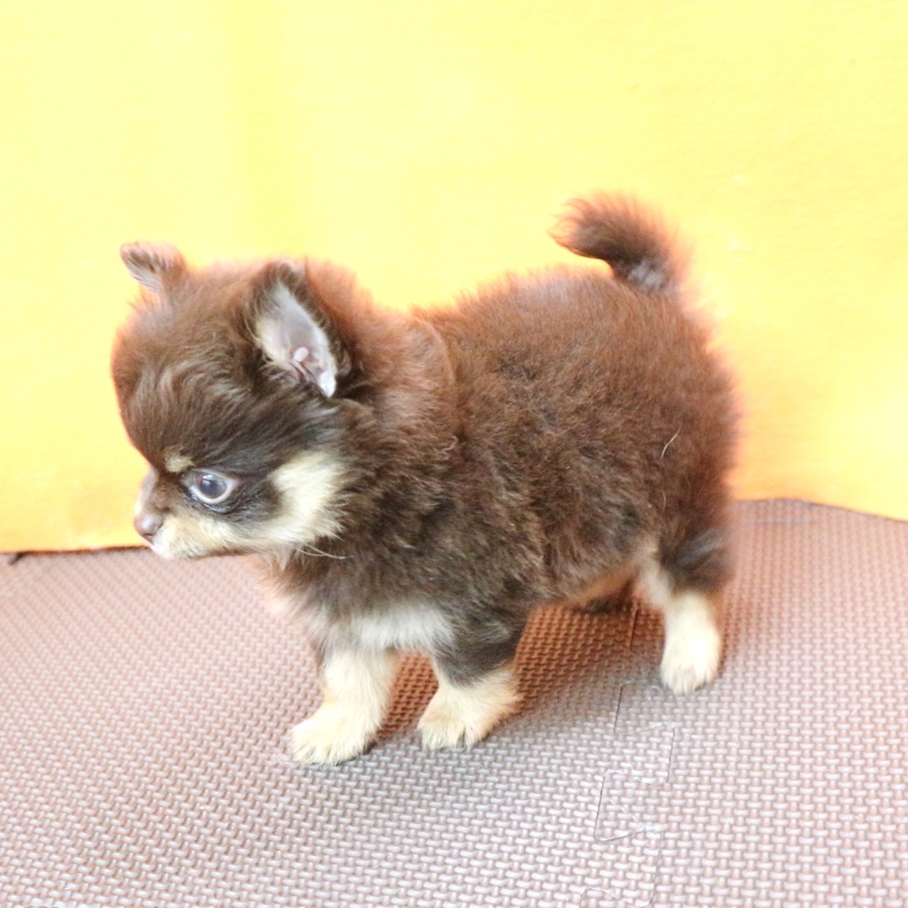 大阪府のポメチワ/チワポメ/ポメチー(ポメラニアン×チワワ) (犬の家＆猫の里吹田店/2026年3月13日生まれ/男の子/チョコレートタン)の子犬の4枚目の画像