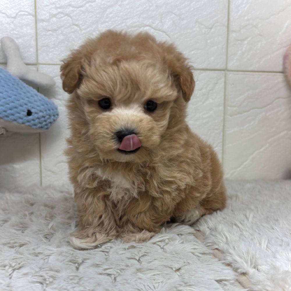 兵庫県のマルプー(マルチーズ×プードル) (犬の家＆猫の里ゆめタウン姫路店/2026年3月12日生まれ/男の子/アプリコット)の子犬の4枚目の画像