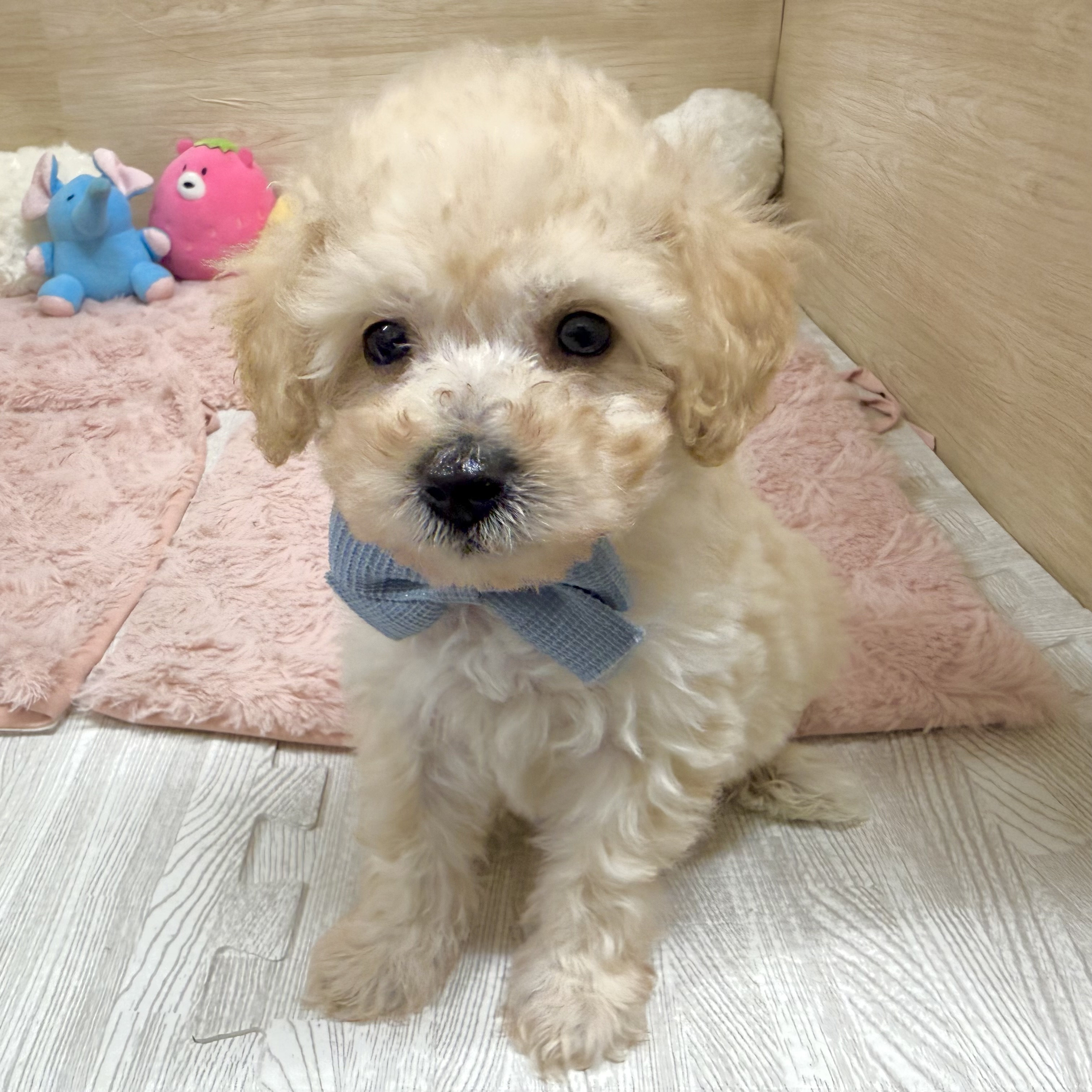 大阪府のビションプー(ビションフリーゼ×プードル) (犬の家＆猫の里そよら東岸和田店/2026年3月14日生まれ/男の子/クリーム)の子犬の4枚目の画像