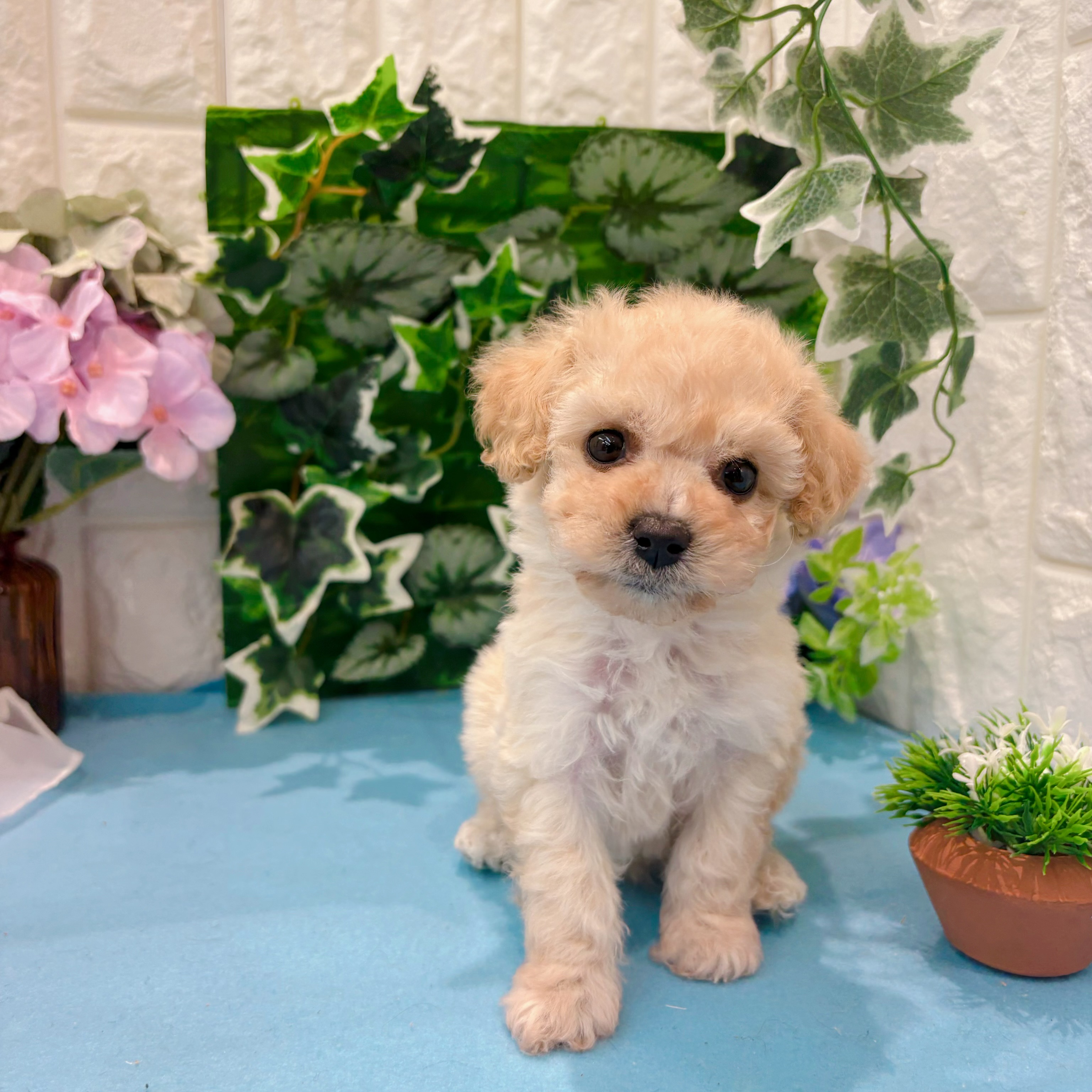 岡山県のビションプー(ビションフリーゼ×プードル) (犬の家＆猫の里倉敷店/2026年3月14日生まれ/女の子/クリーム)の子犬の1枚目の画像
