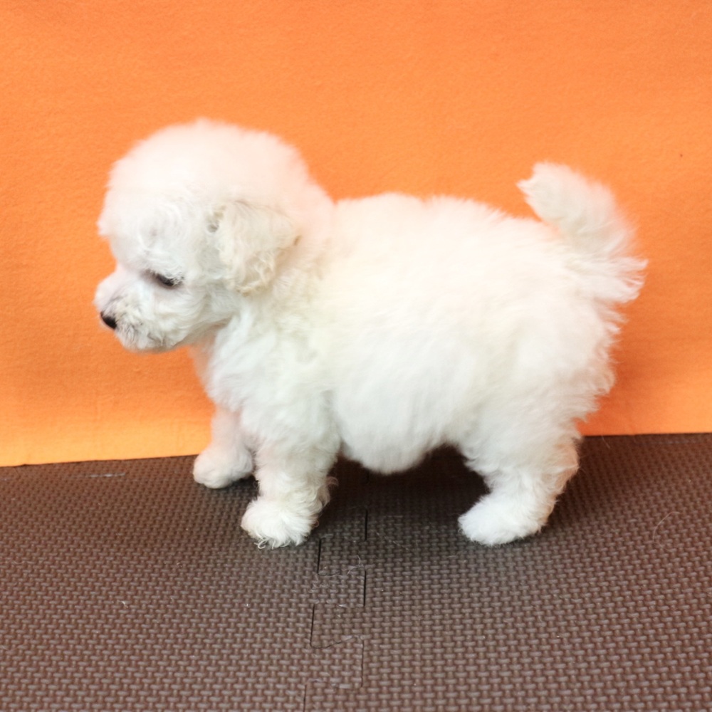 大阪府のビションプー(ビションフリーゼ×プードル) (犬の家＆猫の里吹田店/2026年3月13日生まれ/女の子/ホワイト)の子犬の4枚目の画像