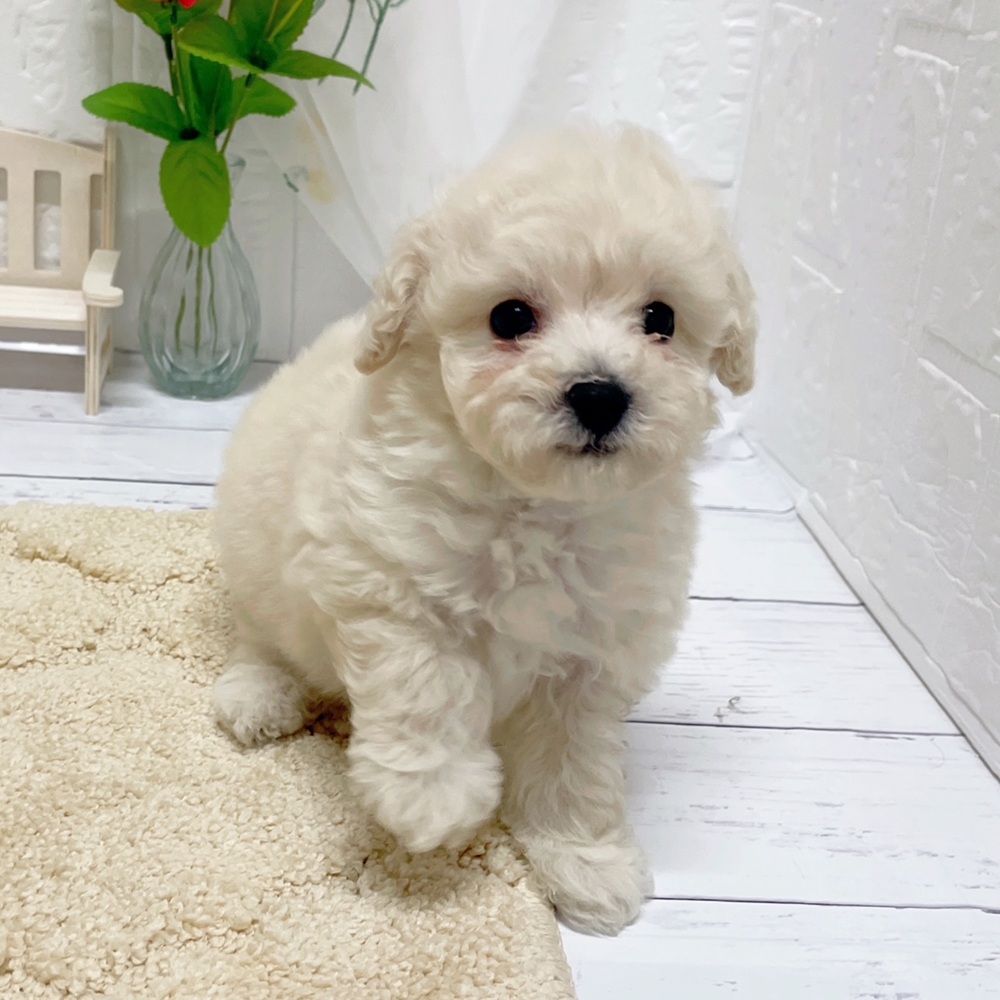 岡山県のビションプー(ビションフリーゼ×プードル) (犬の家＆猫の里岡山店/2026年3月13日生まれ/女の子/ホワイト)の子犬の4枚目の画像