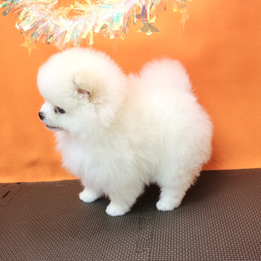 大阪府のポメラニアン (犬の家＆猫の里吹田店/2026年3月15日生まれ/男の子/クリーム)の子犬の4枚目の画像