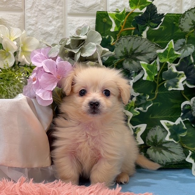 岡山県のポメックス(ポメラニアン×ダックス) (犬の家＆猫の里倉敷店/2026年3月11日生まれ/男の子/クリーム)の子犬の4枚目の画像