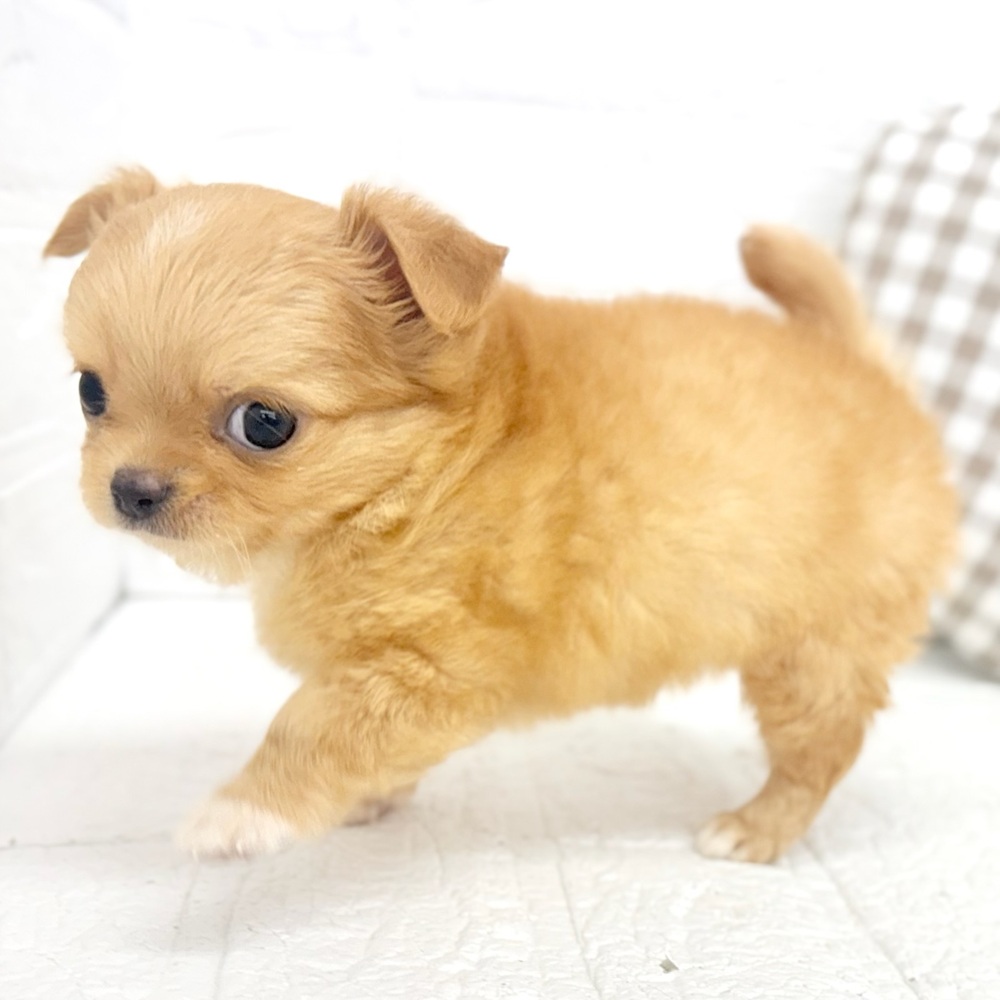 愛知県のチワワ(ロング) (犬の家＆猫の里豊川インター店/2026年3月14日生まれ/女の子/オレンジ)の子犬の4枚目の画像