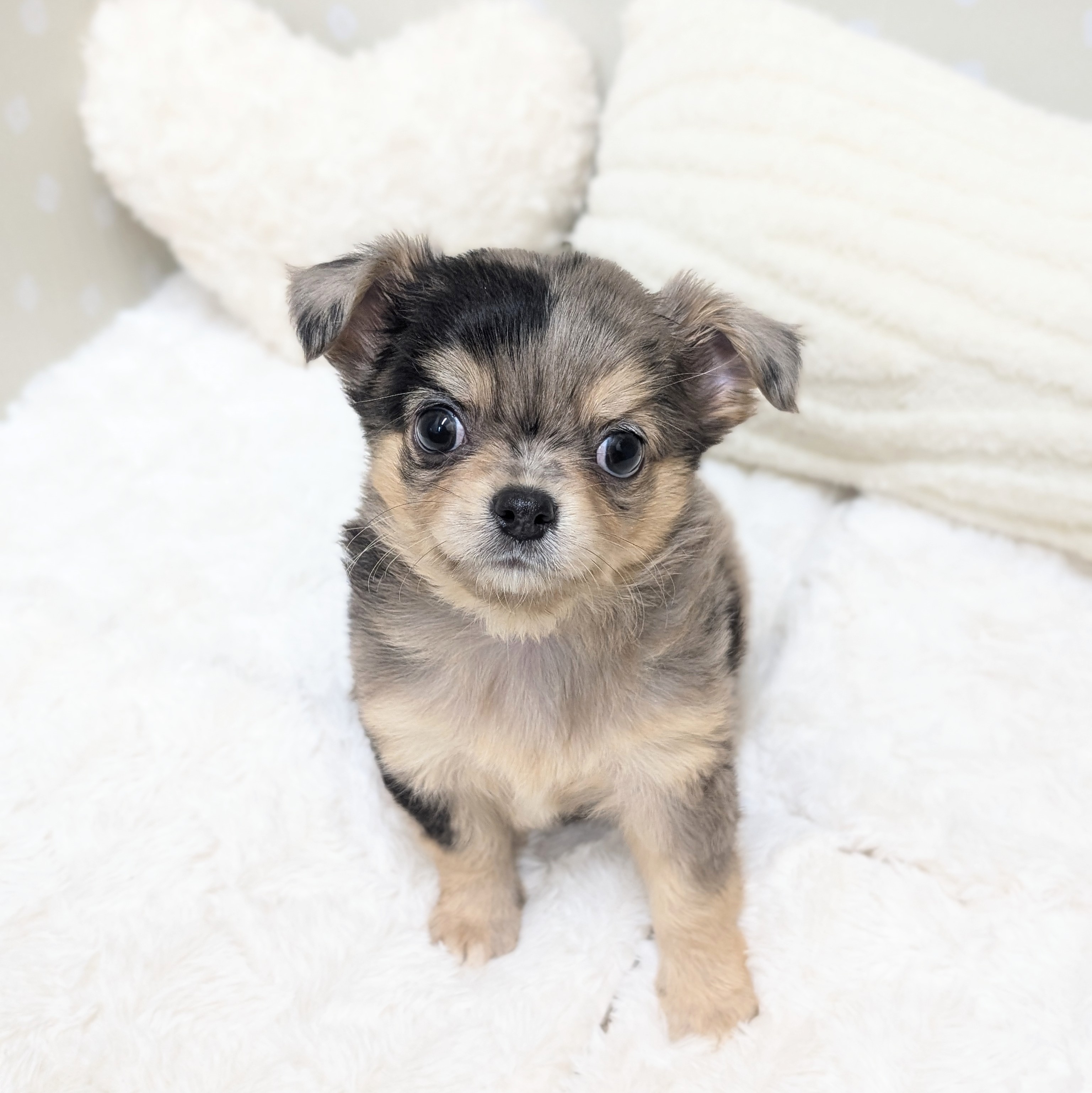愛知県のチワワ(ロング) (犬の家＆猫の里安城店/2026年3月14日生まれ/男の子/ホワイトブルーマール)の子犬の4枚目の画像