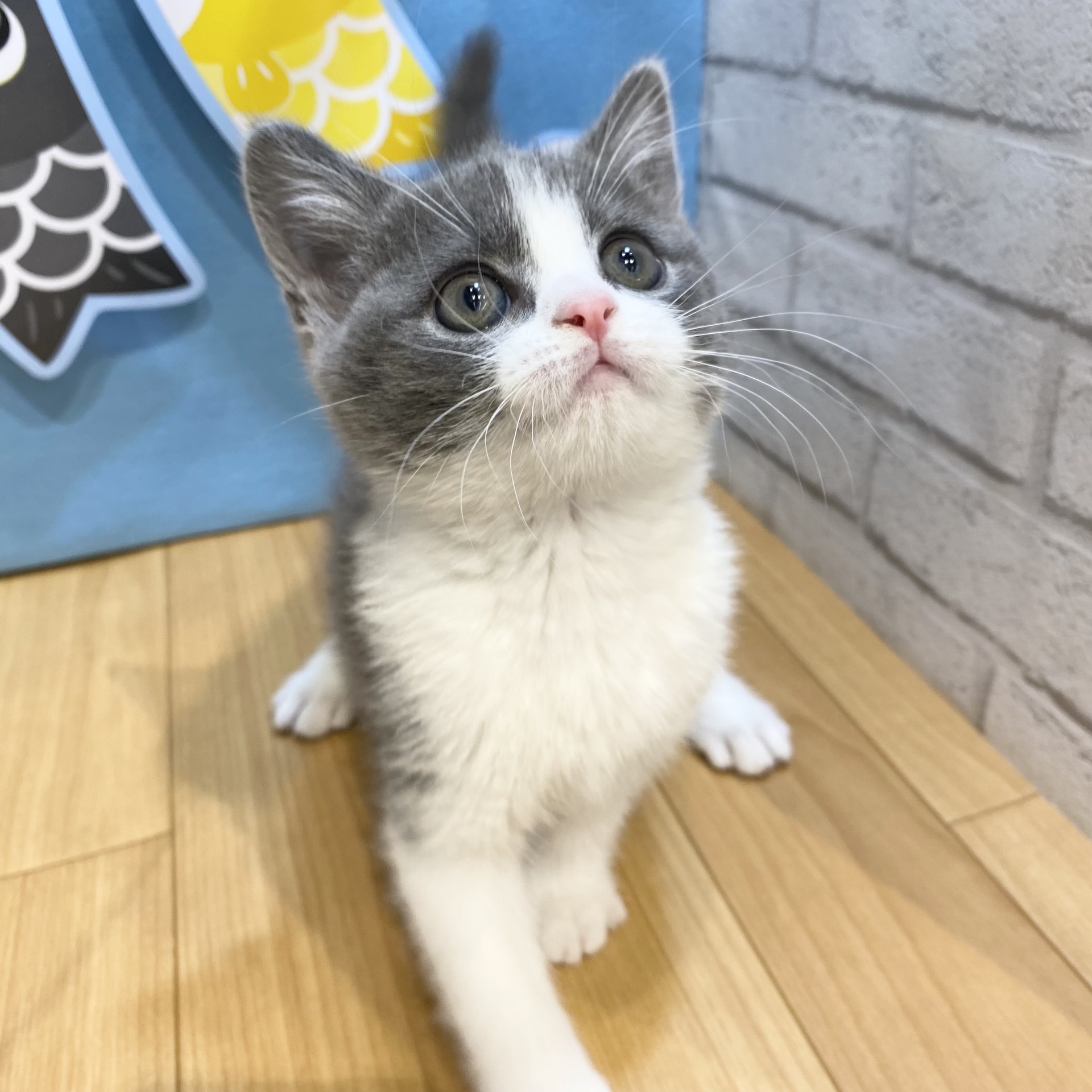 長野県のブリティッシュショートヘアー (犬の家＆猫の里カインズ梓川店/2026年3月13日生まれ/女の子/ブルーホワイト)の子猫の4枚目の画像