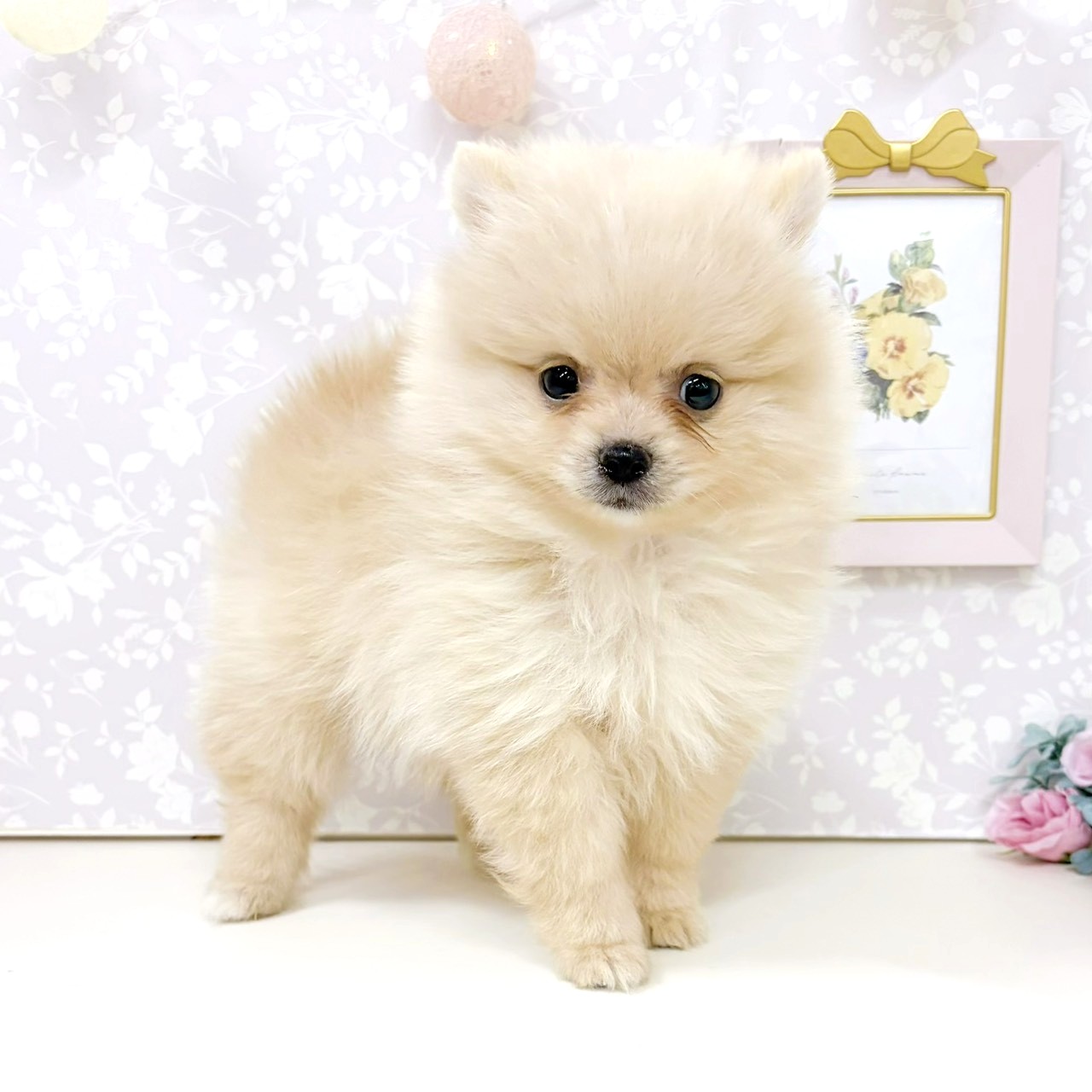富山県のポメラニアン (犬の家＆猫の里アミーゴ高岡蓮花寺店/2026年3月15日生まれ/女の子/クリーム)の子犬の4枚目の画像