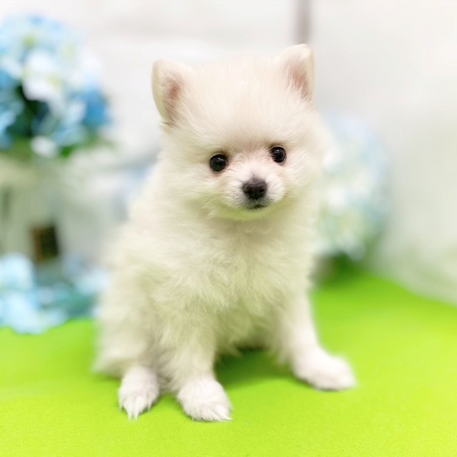 静岡県のポメラニアン (犬の家＆猫の里藤枝店/2026年3月14日生まれ/女の子/クリーム)の子犬の4枚目の画像